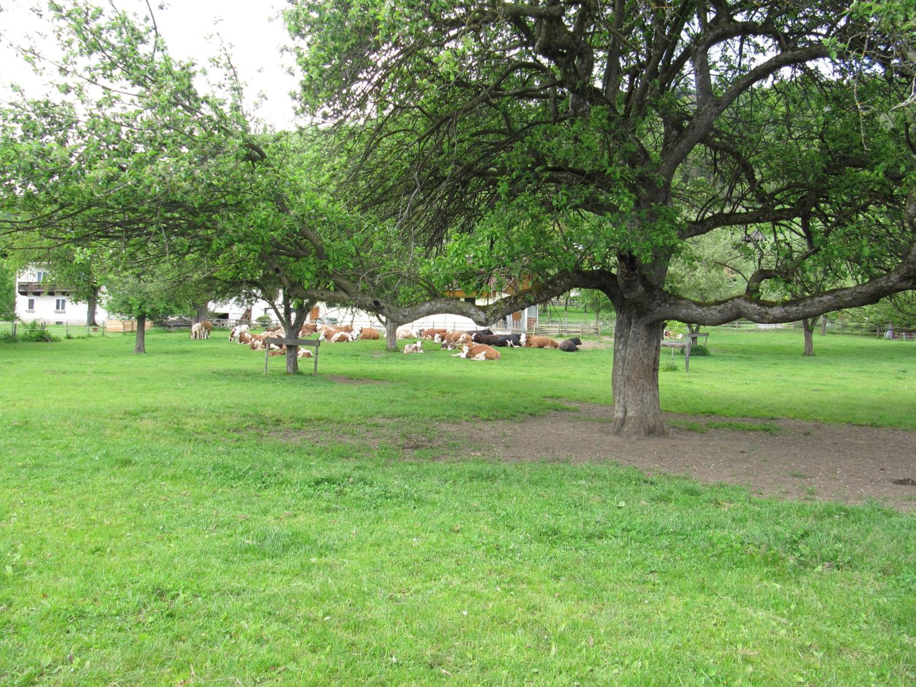 Photo 26