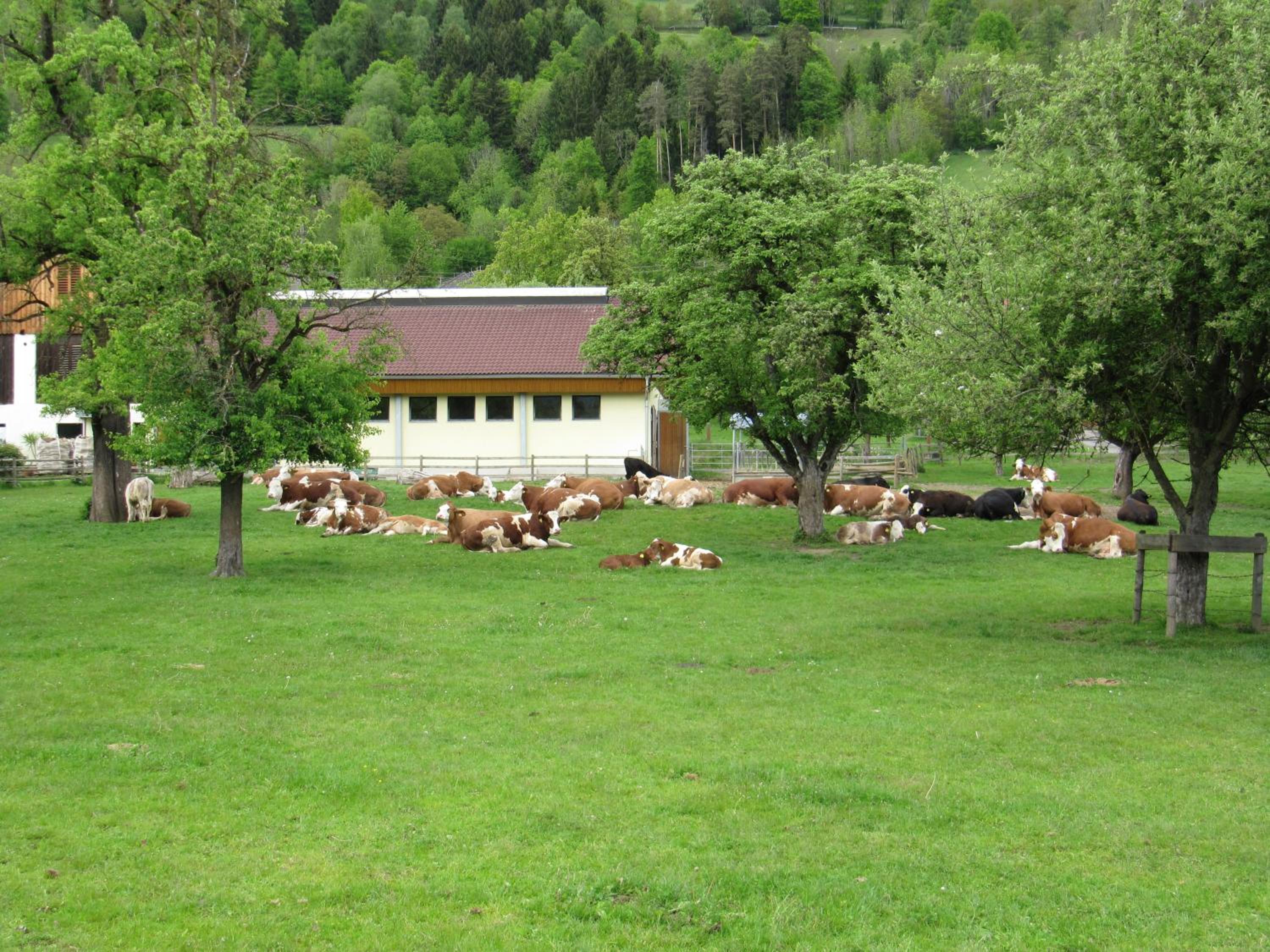 Photo 29