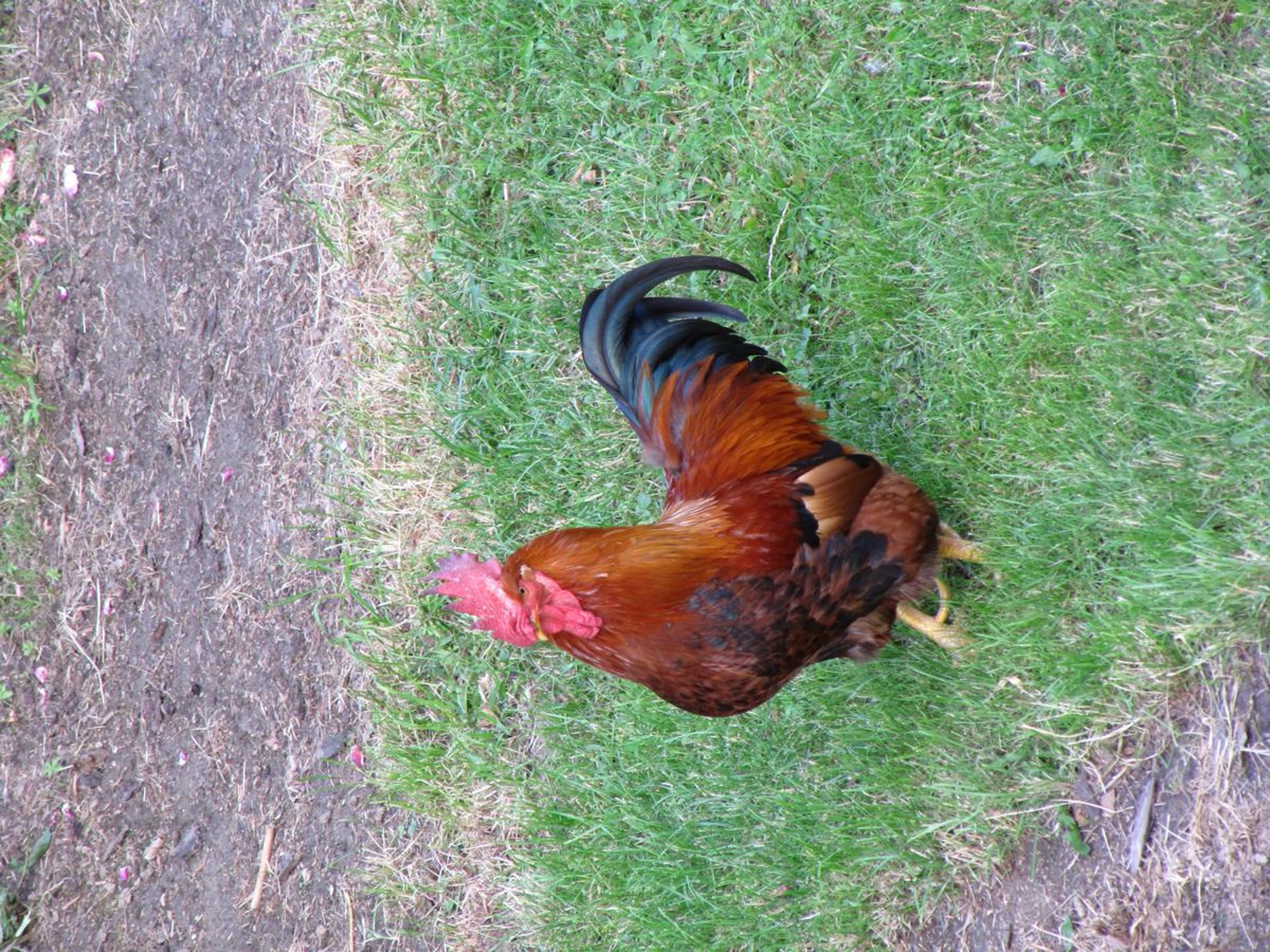 Photo 45