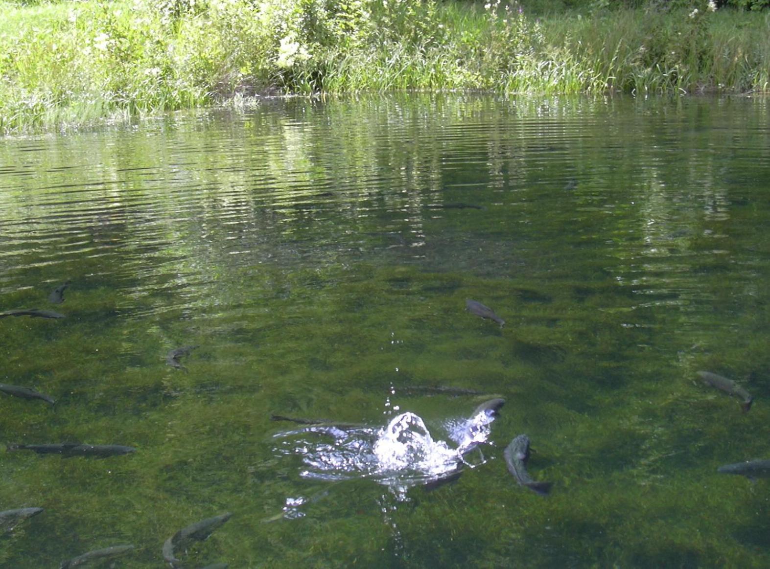 Photo 31