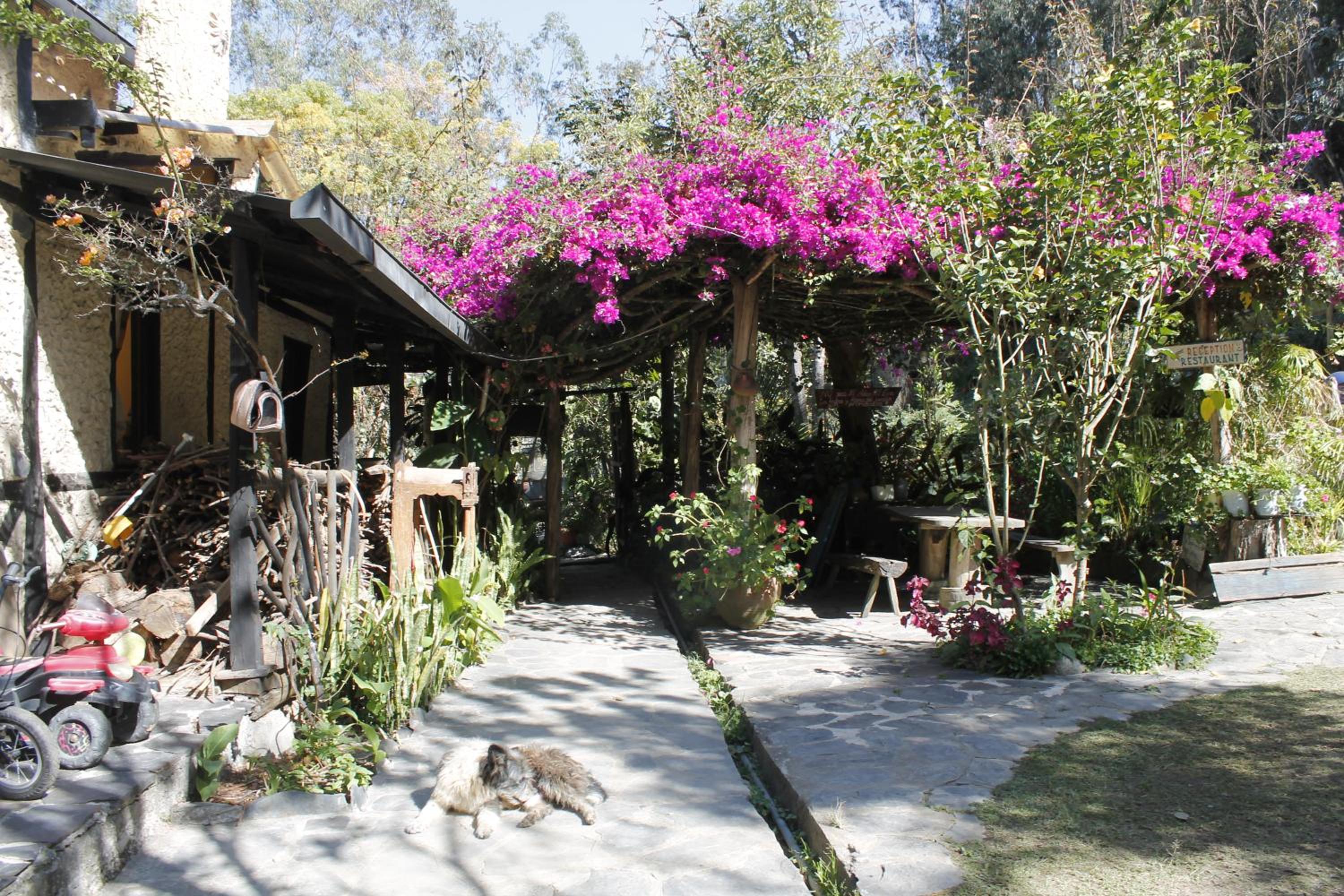 Altai Oasis Lodge