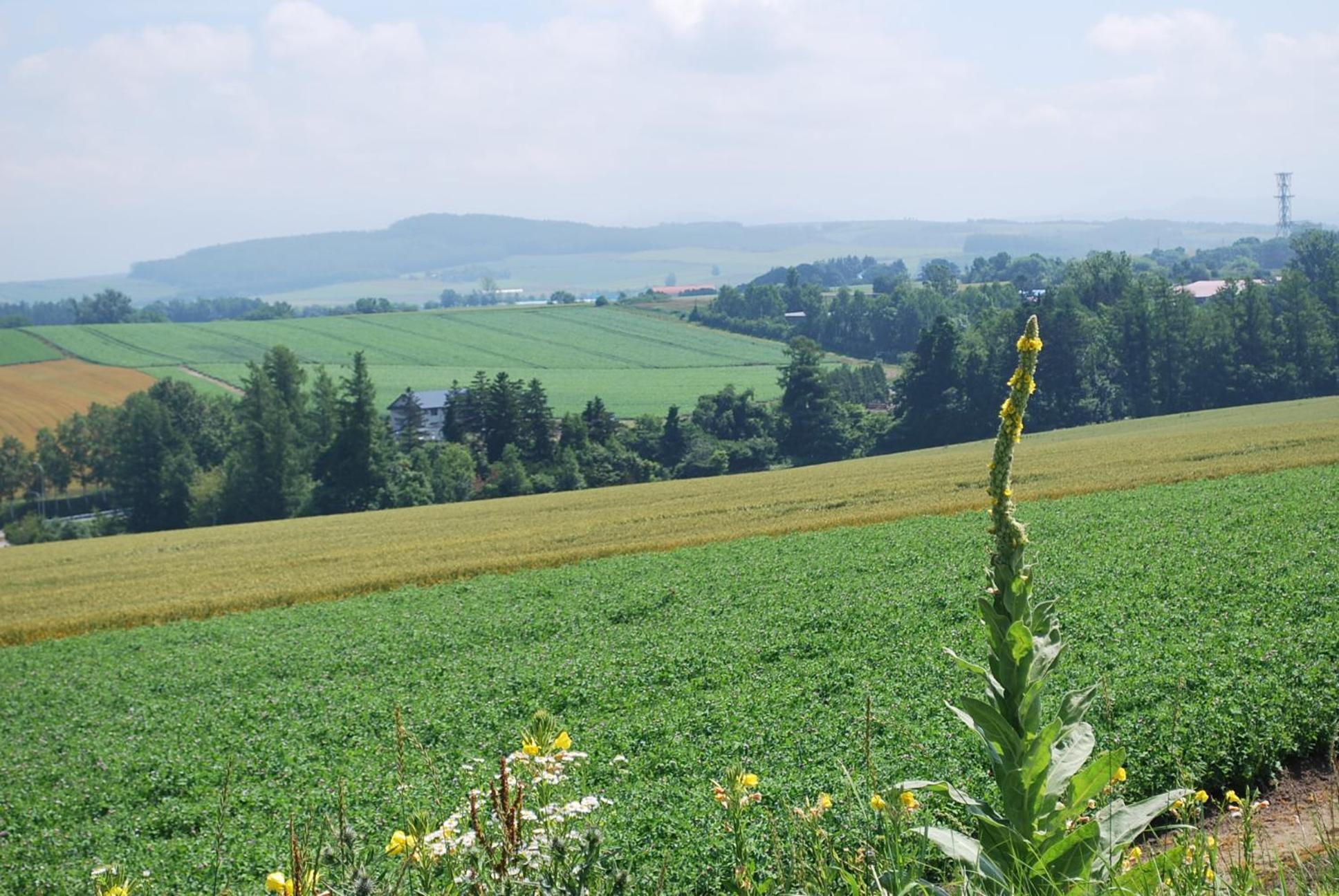 Auberge Ninguruforet, Biei - 11