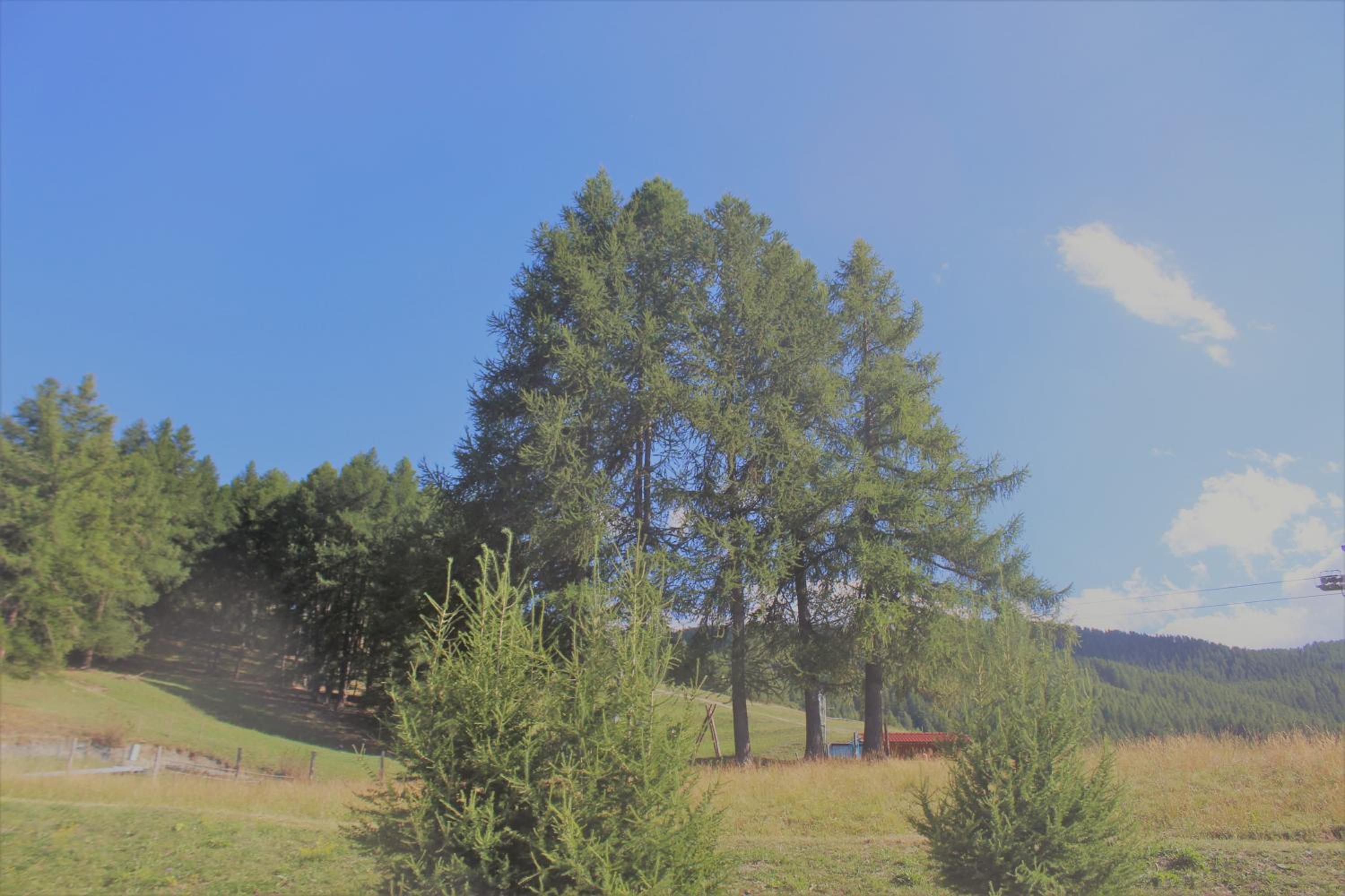 Photo 41