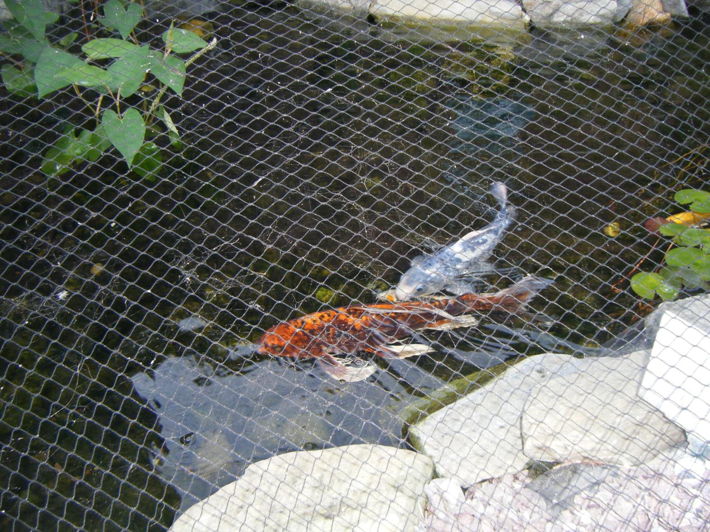 Photo 40