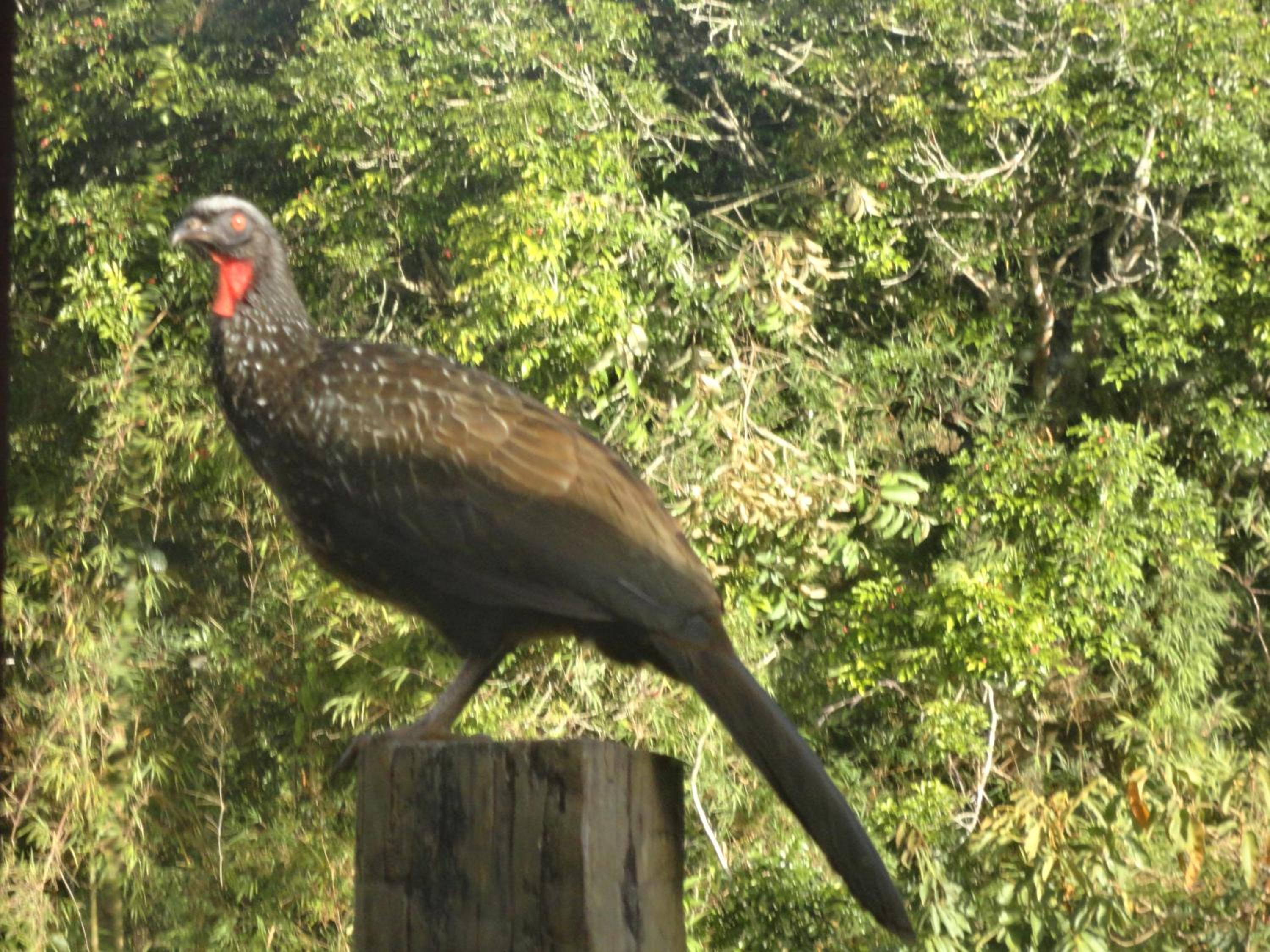 Estalagem Engenho de Serra - Parque Nacional do Itatiaia - Parte Alta