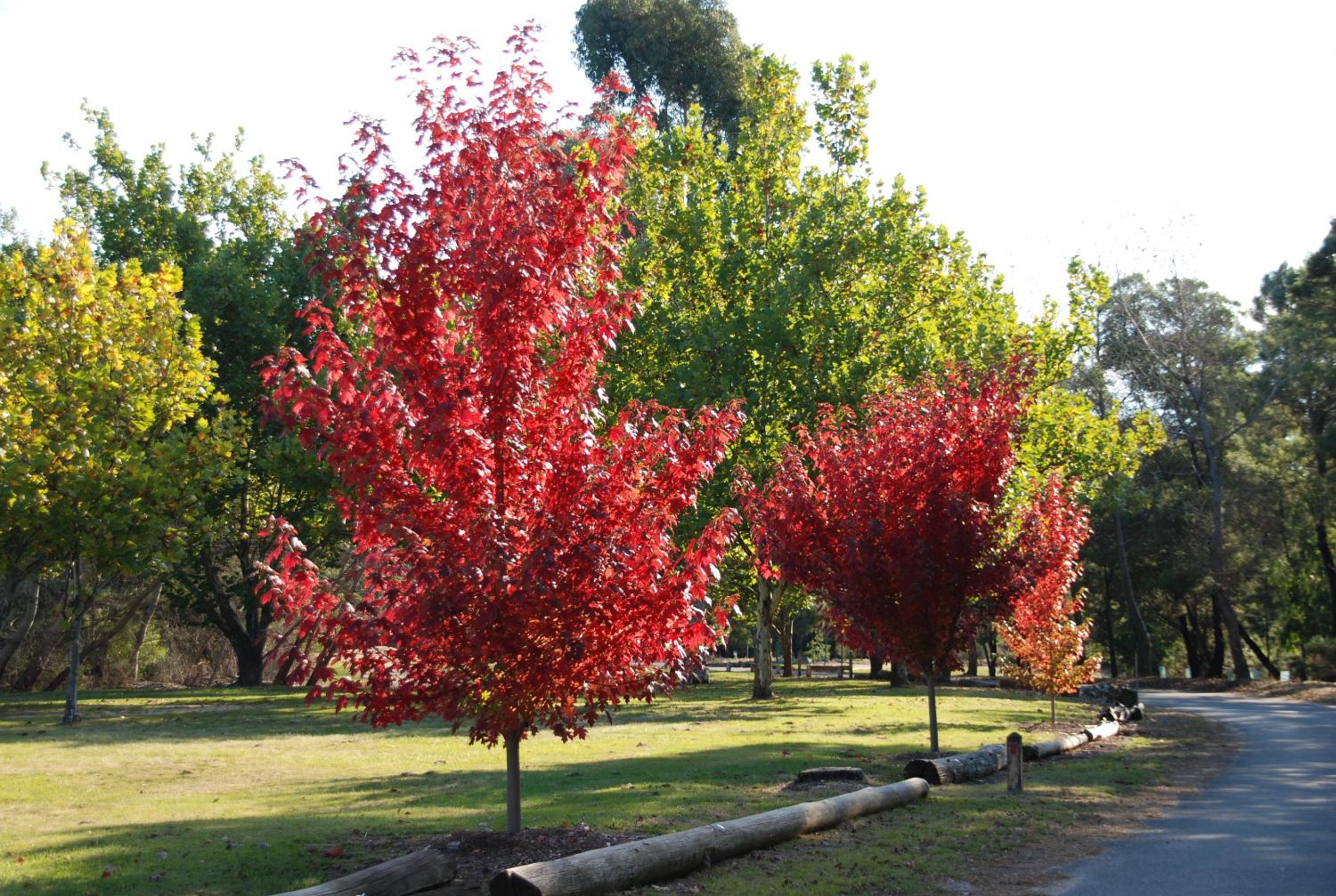 Beechworth Lake Sambell Caravan Park