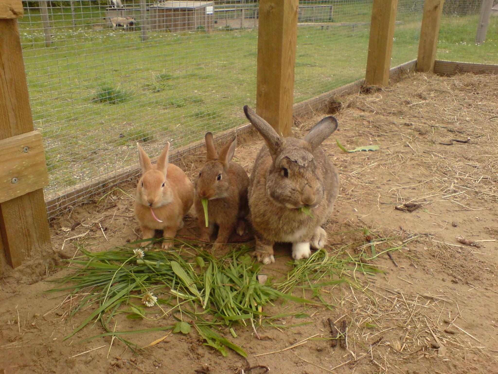 Photo 106