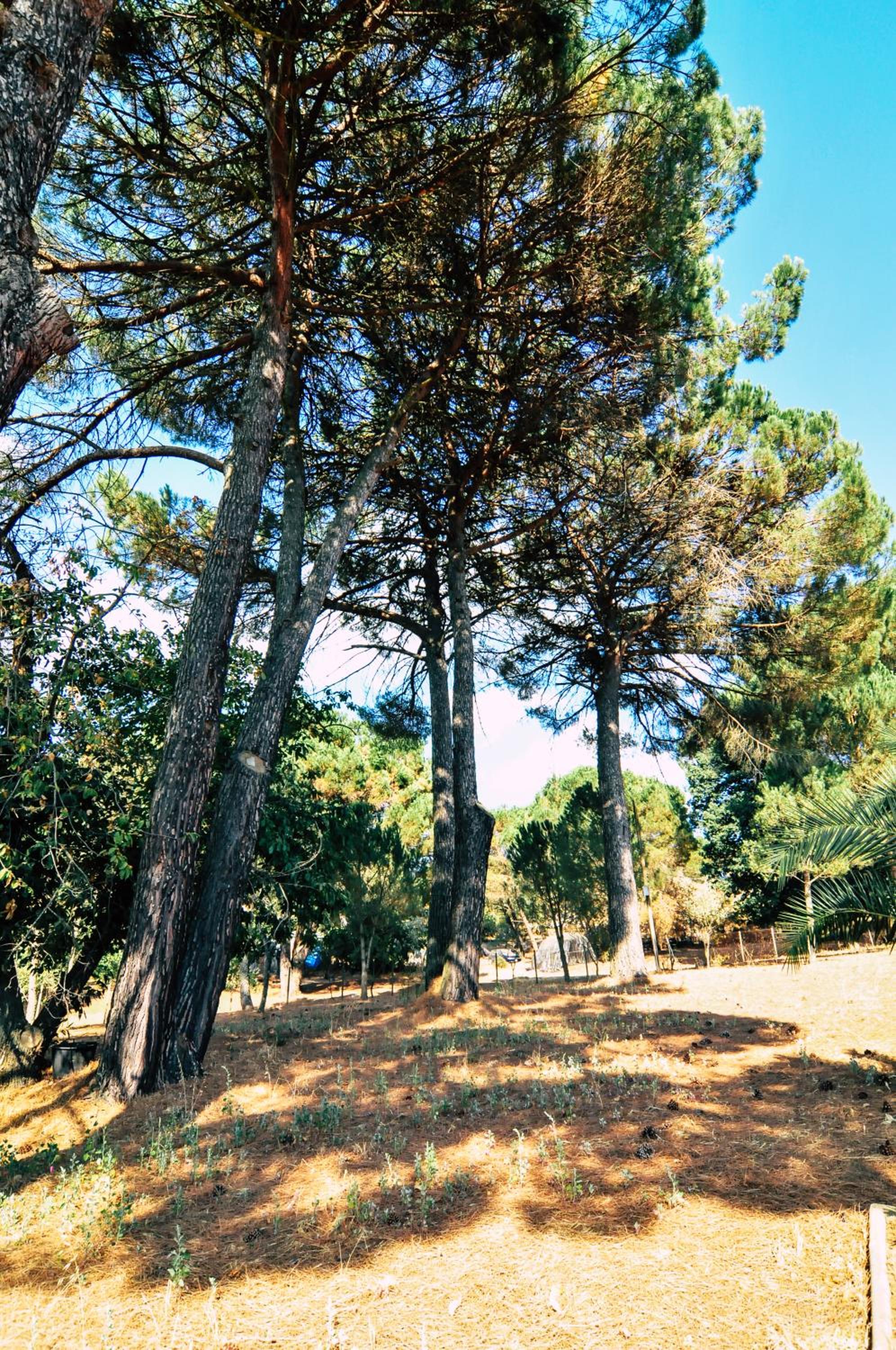Photo 37