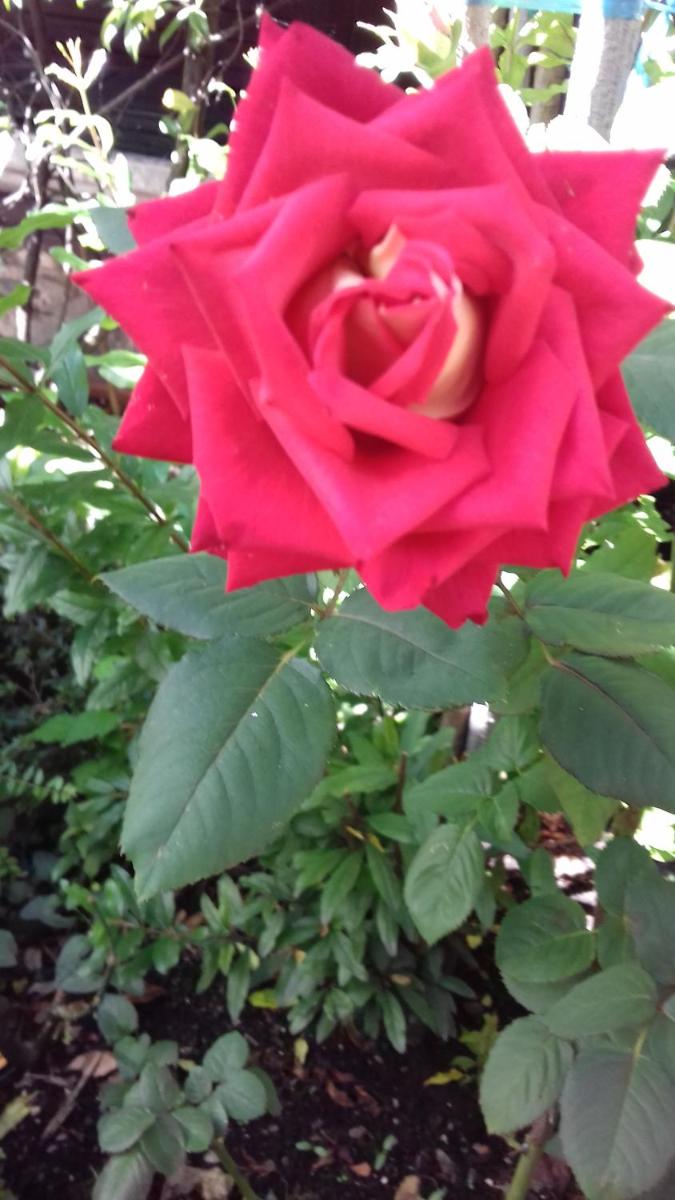 Photo 43