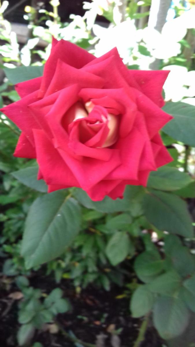 Photo 51