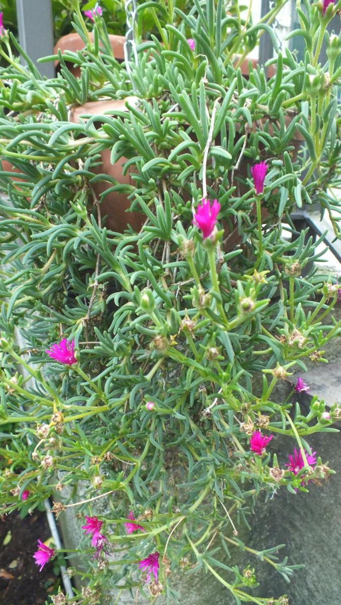 Photo 46