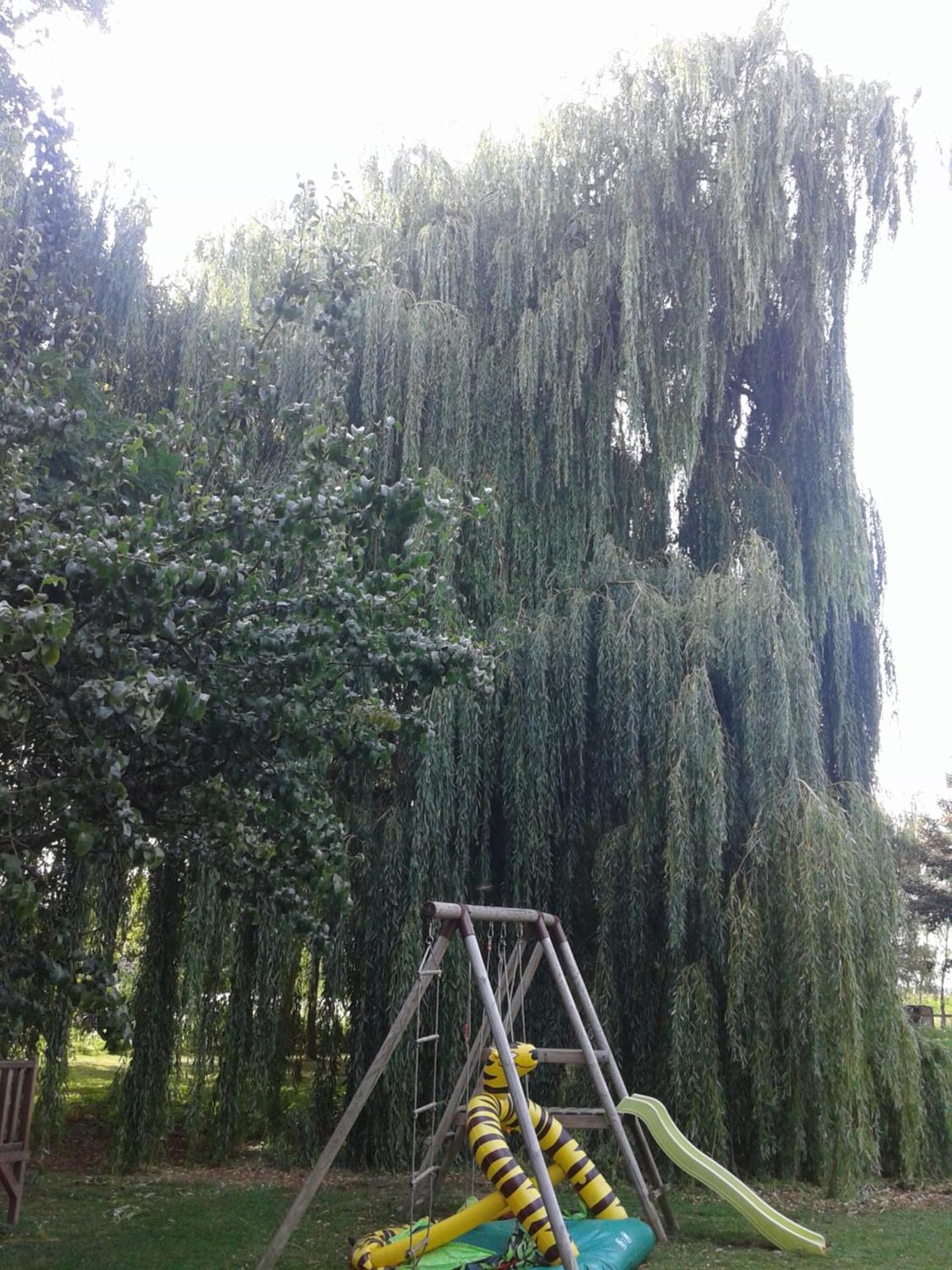 Photo 29