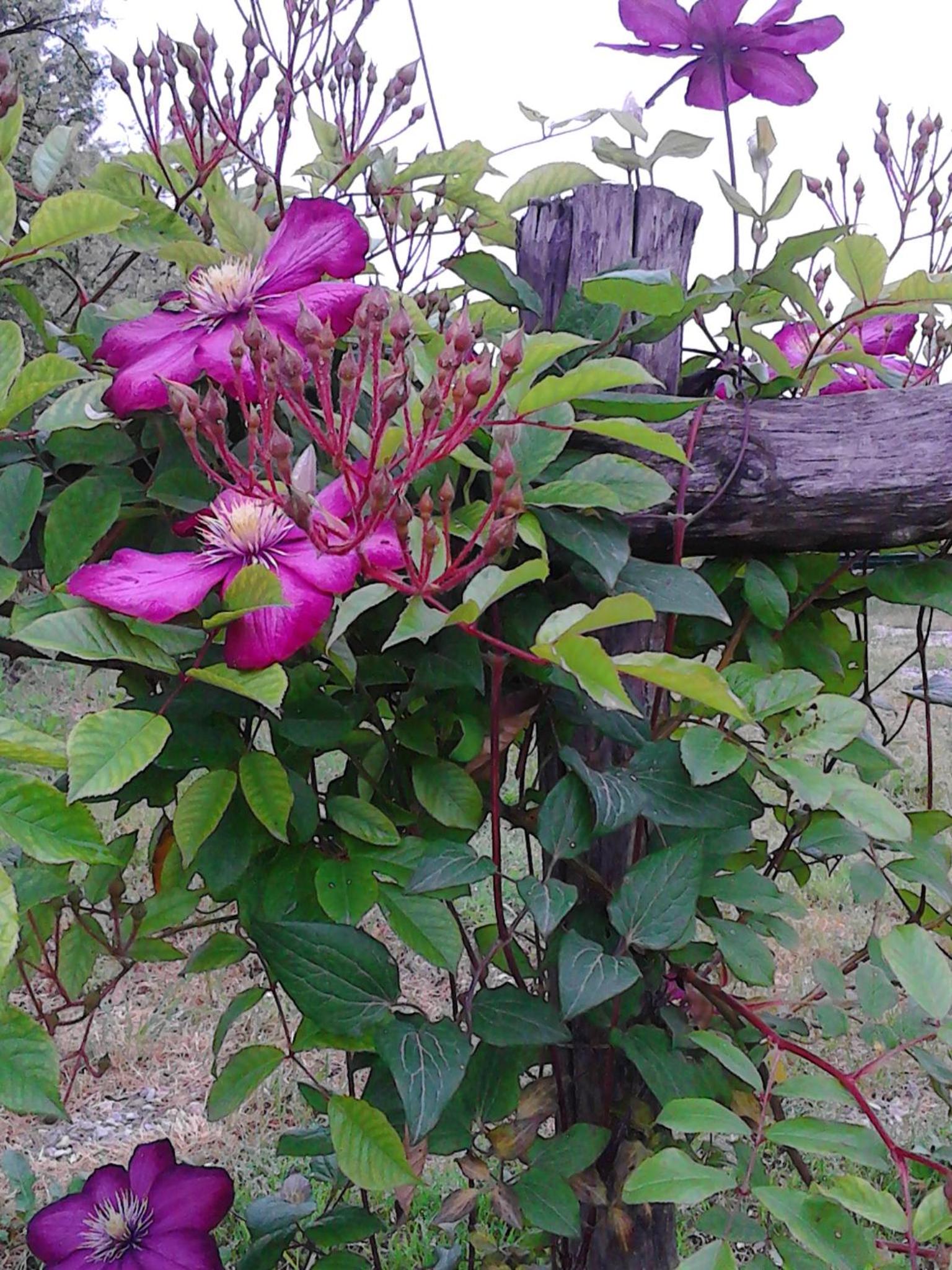Photo 21
