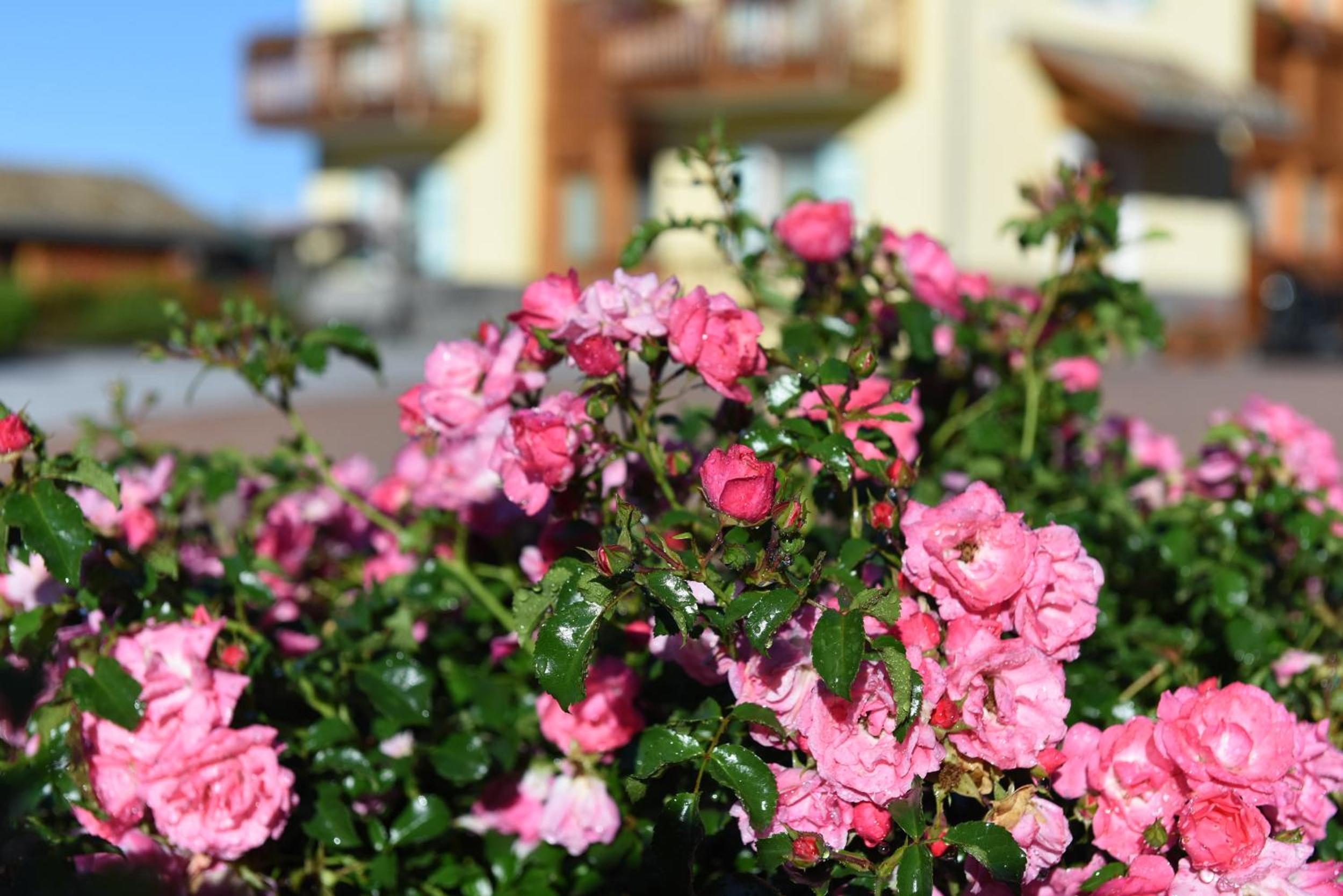 Agritur Maso Chemela