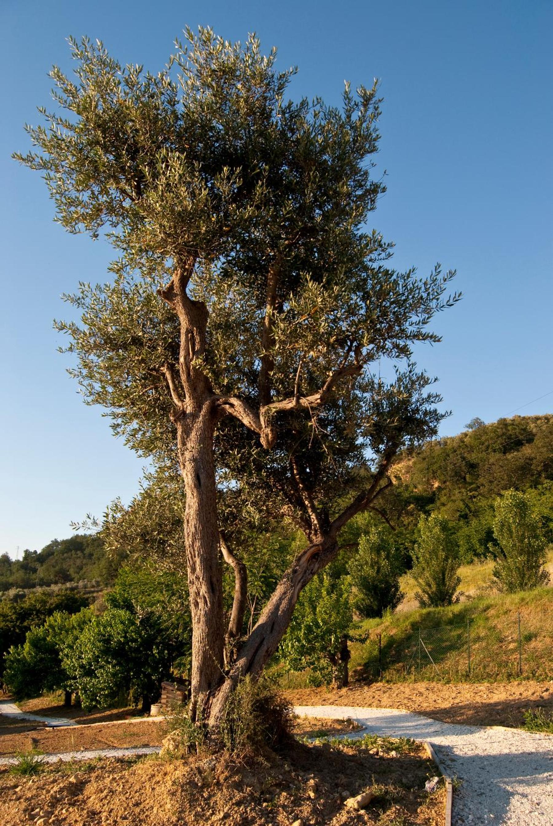 Agriturismo Il Falco
