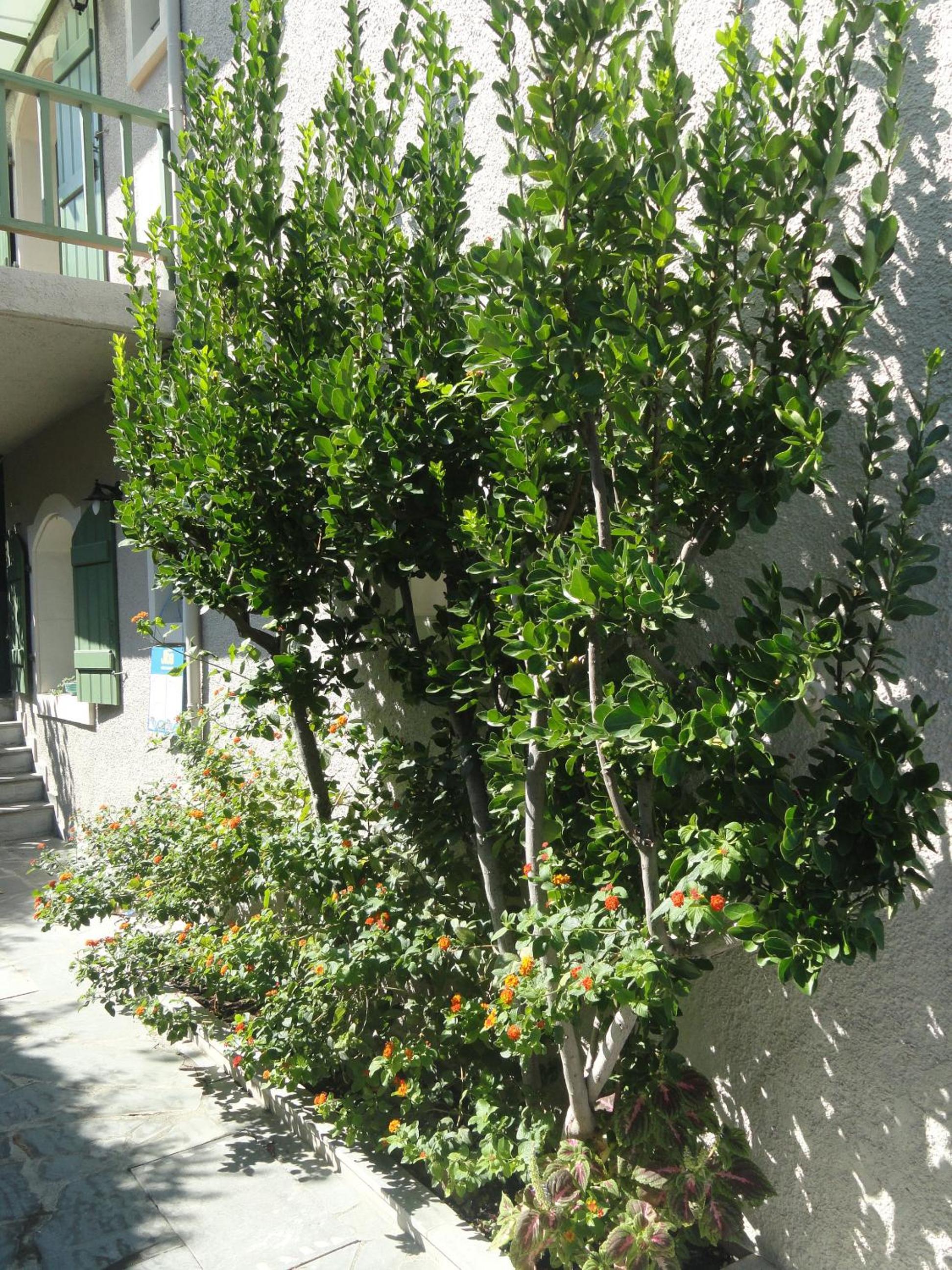 Bellevue Apartments