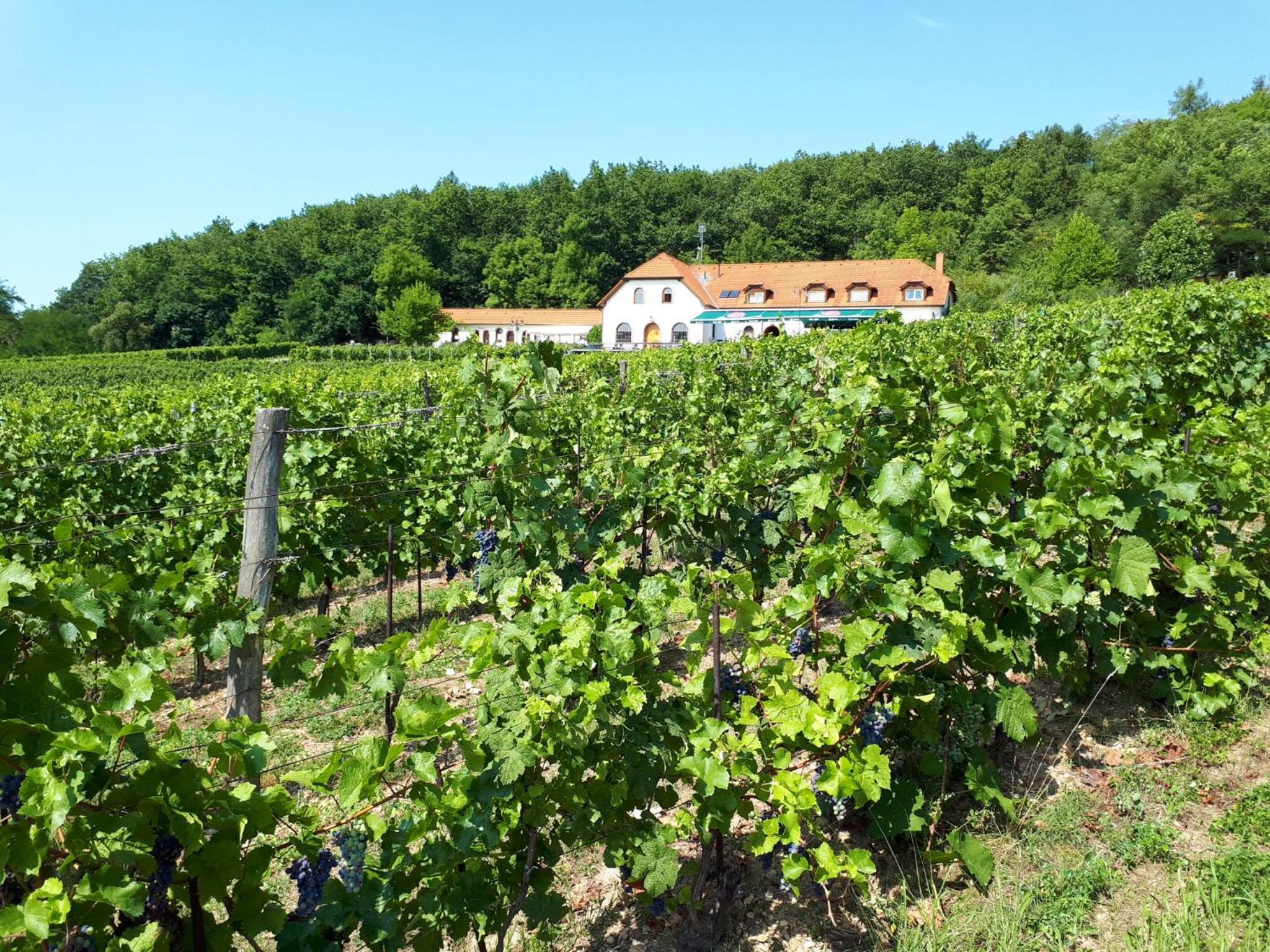 Historic Farmhouse Kojetice