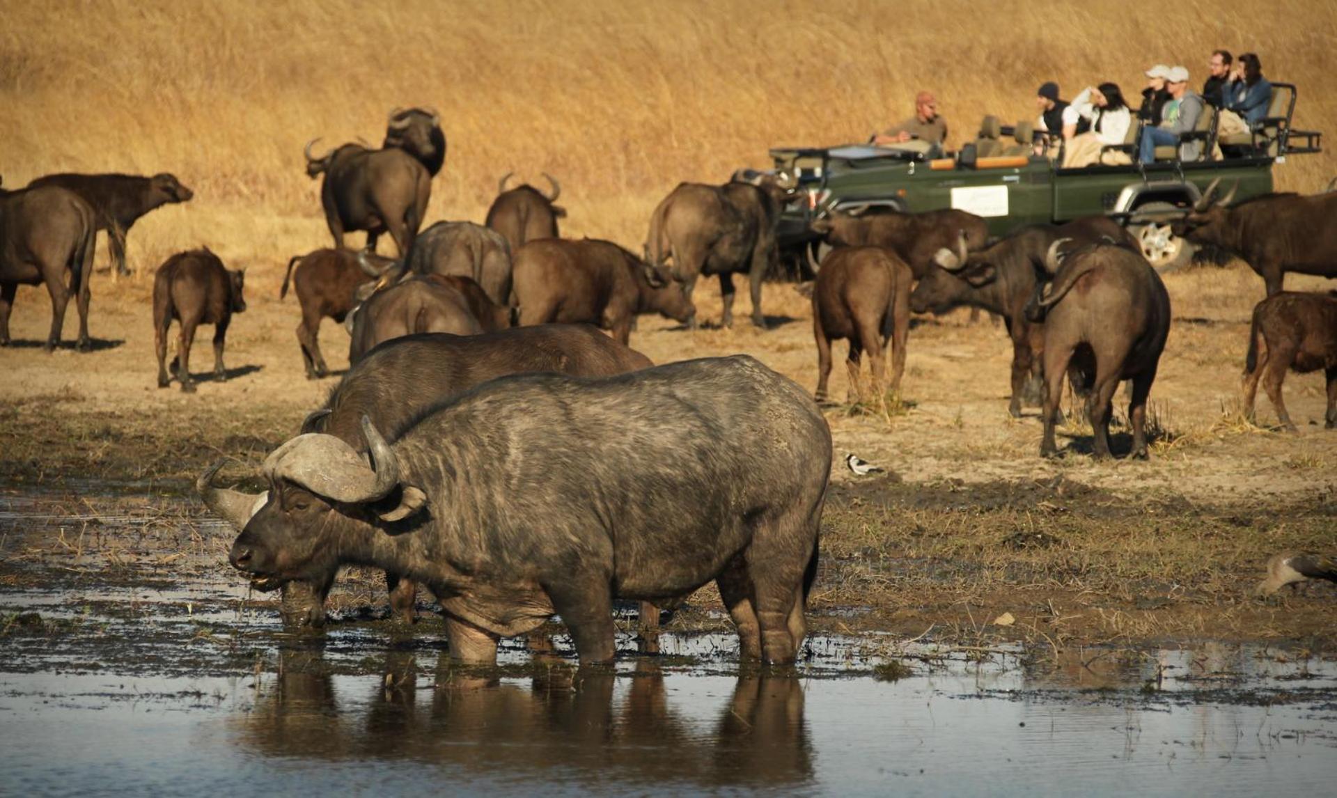 Nambiti Plains Lodge