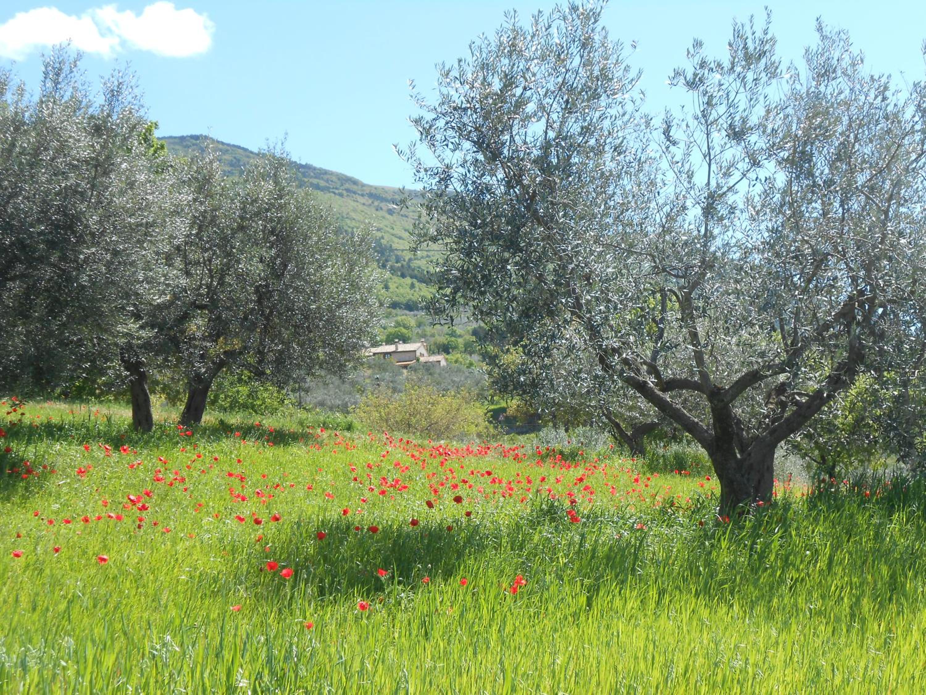 B&B Il Sentiero di Assisi view 5