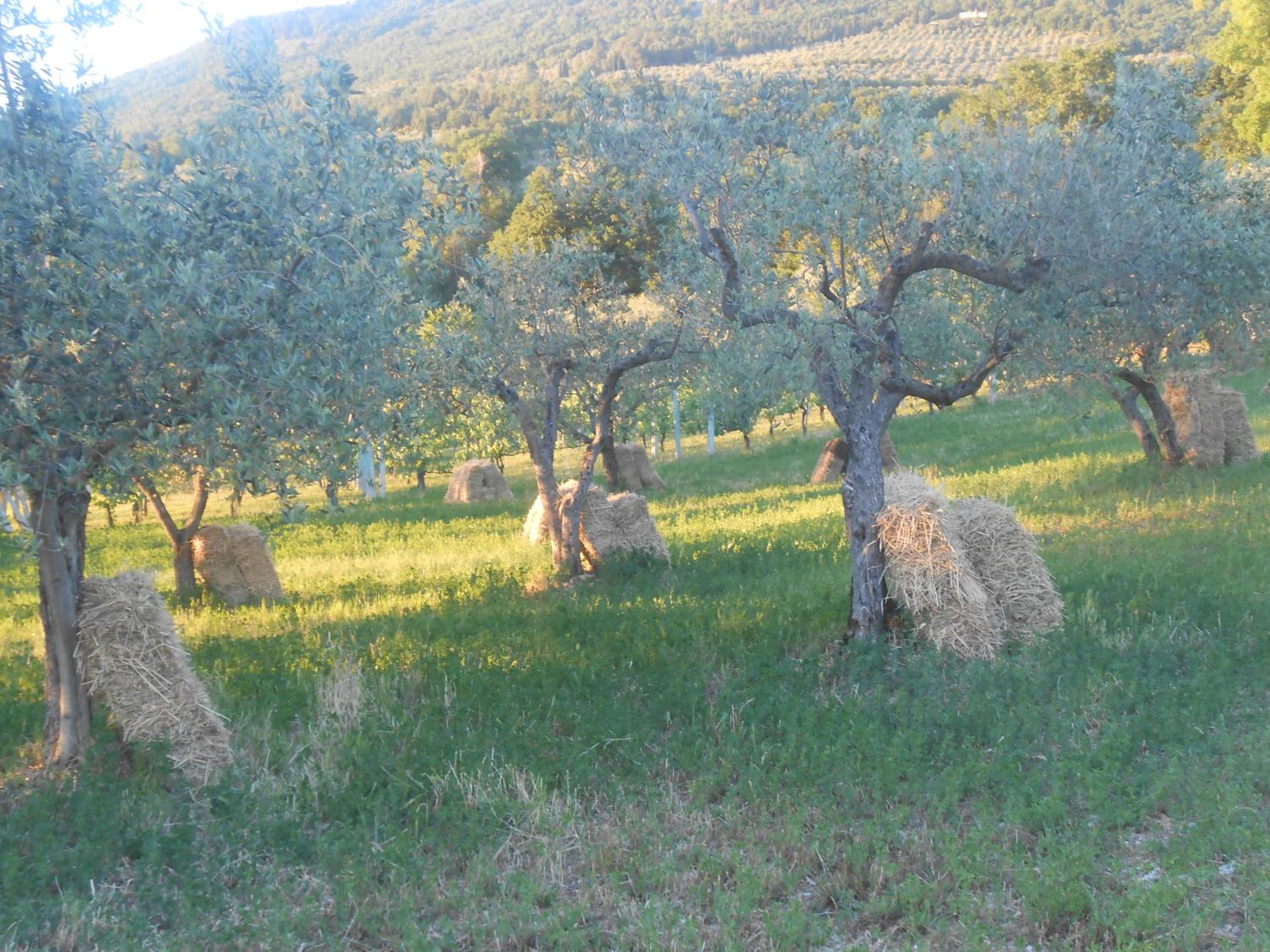 B&B Il Sentiero di Assisi view 4