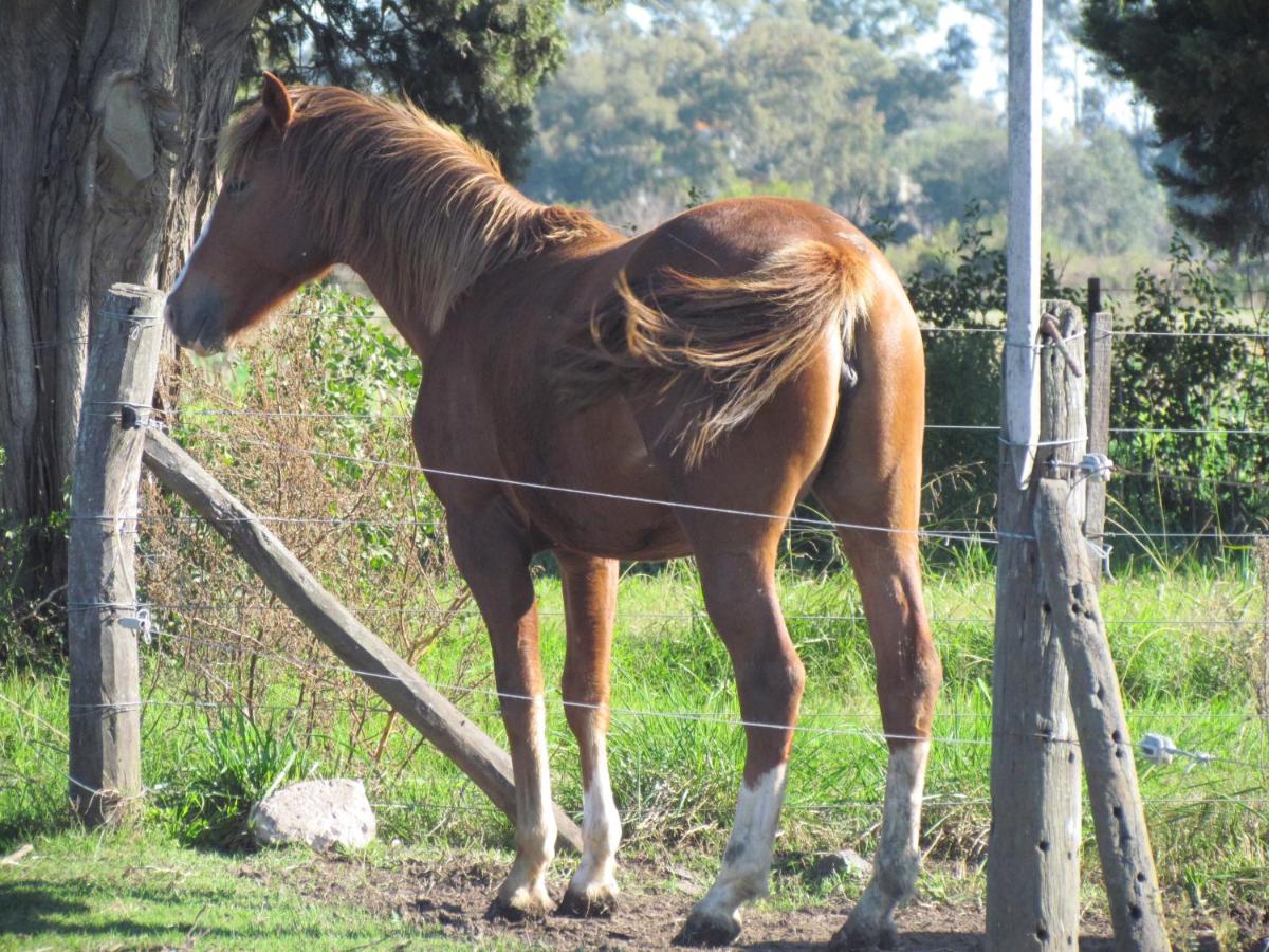 Casa Mansa Puro Campo