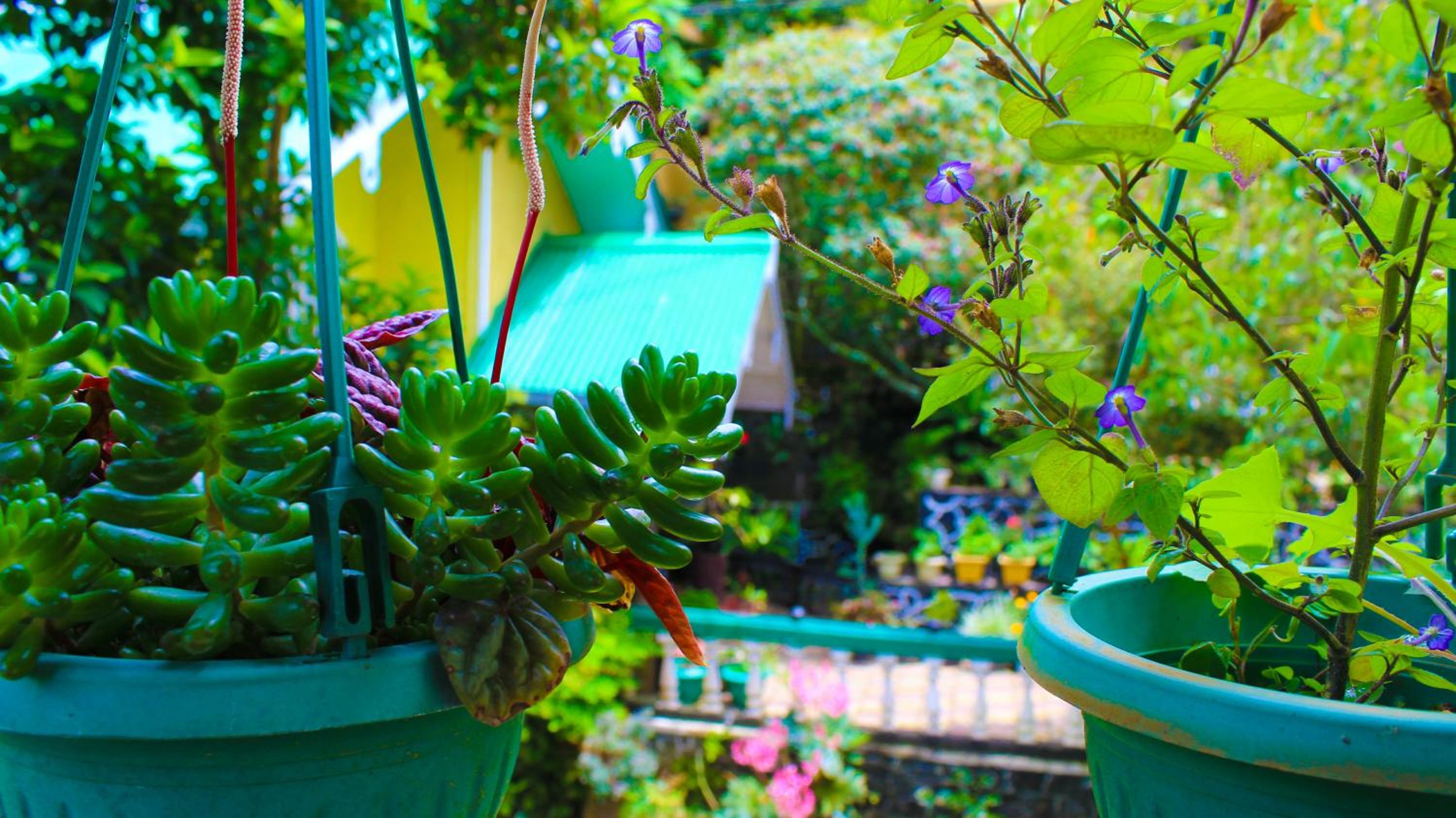 Green Haven Villa & Guest House