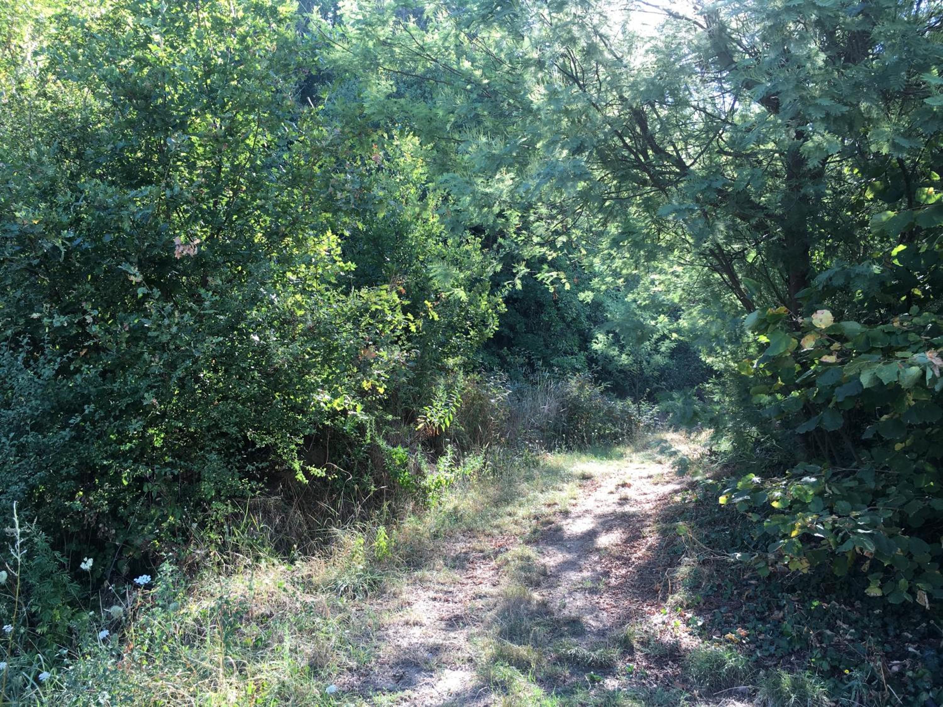 Photo 38