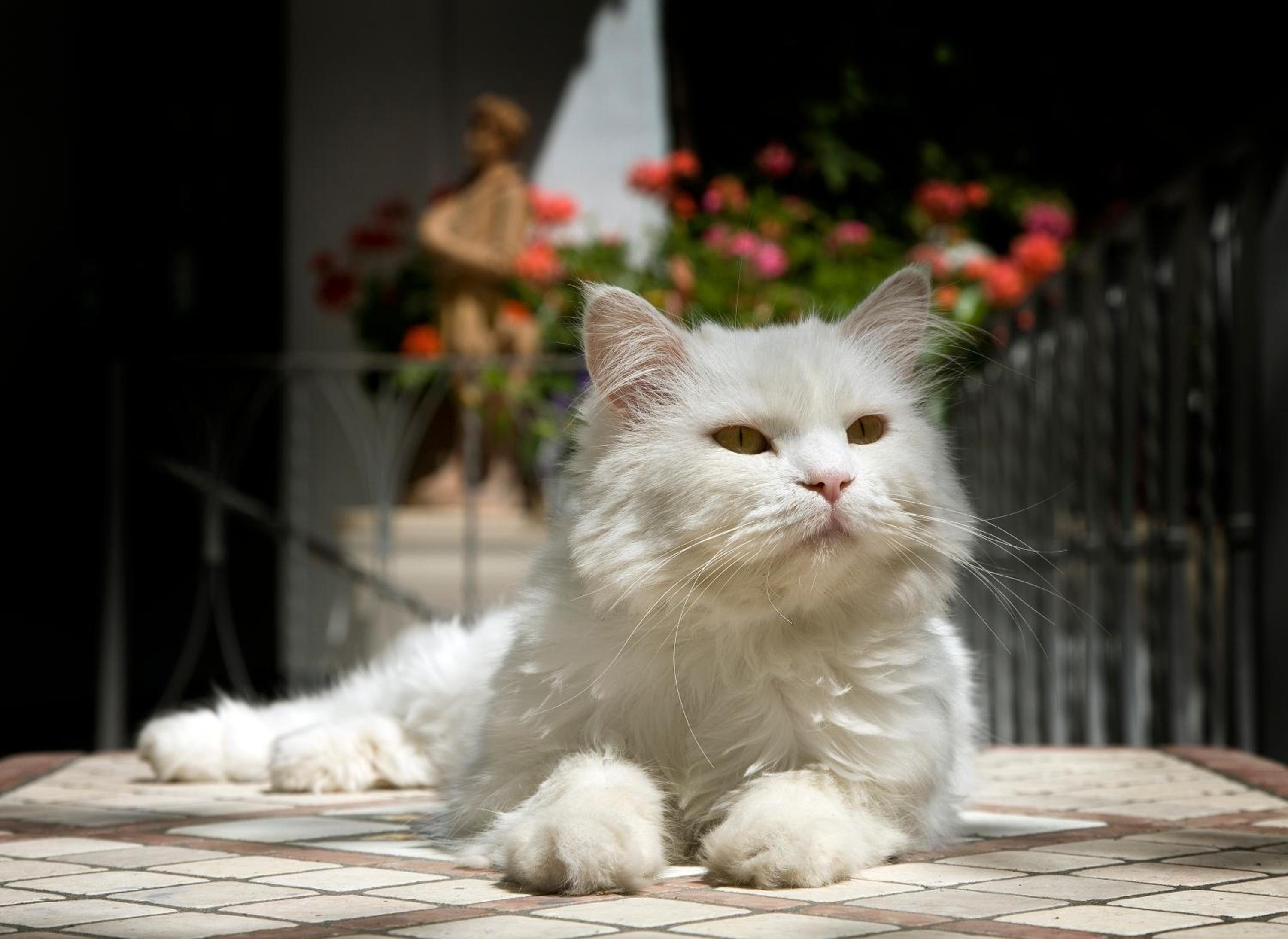 Albergo Gatto Bianco - Image 4