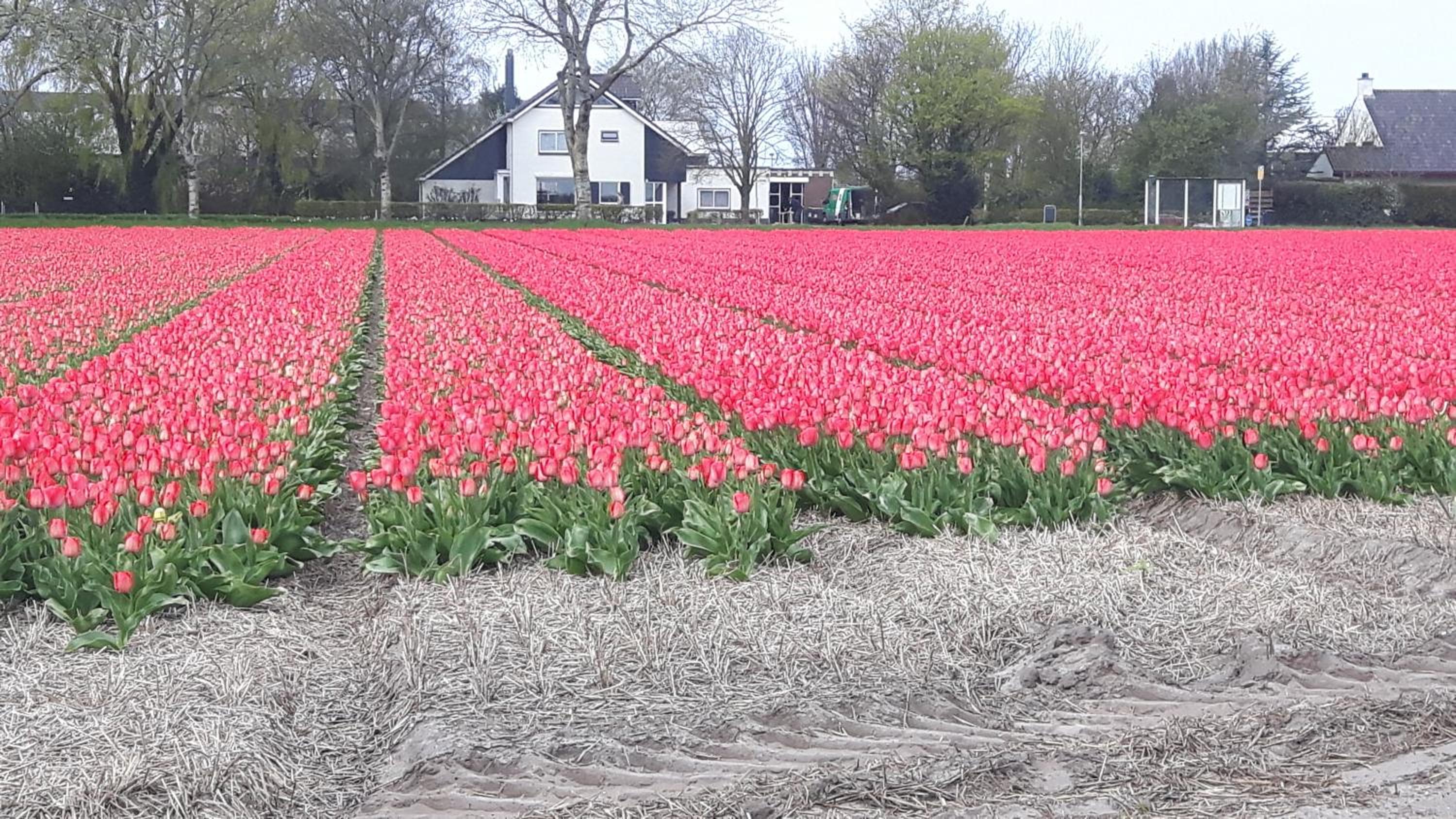 Vrijstaande blokhut, photo 22