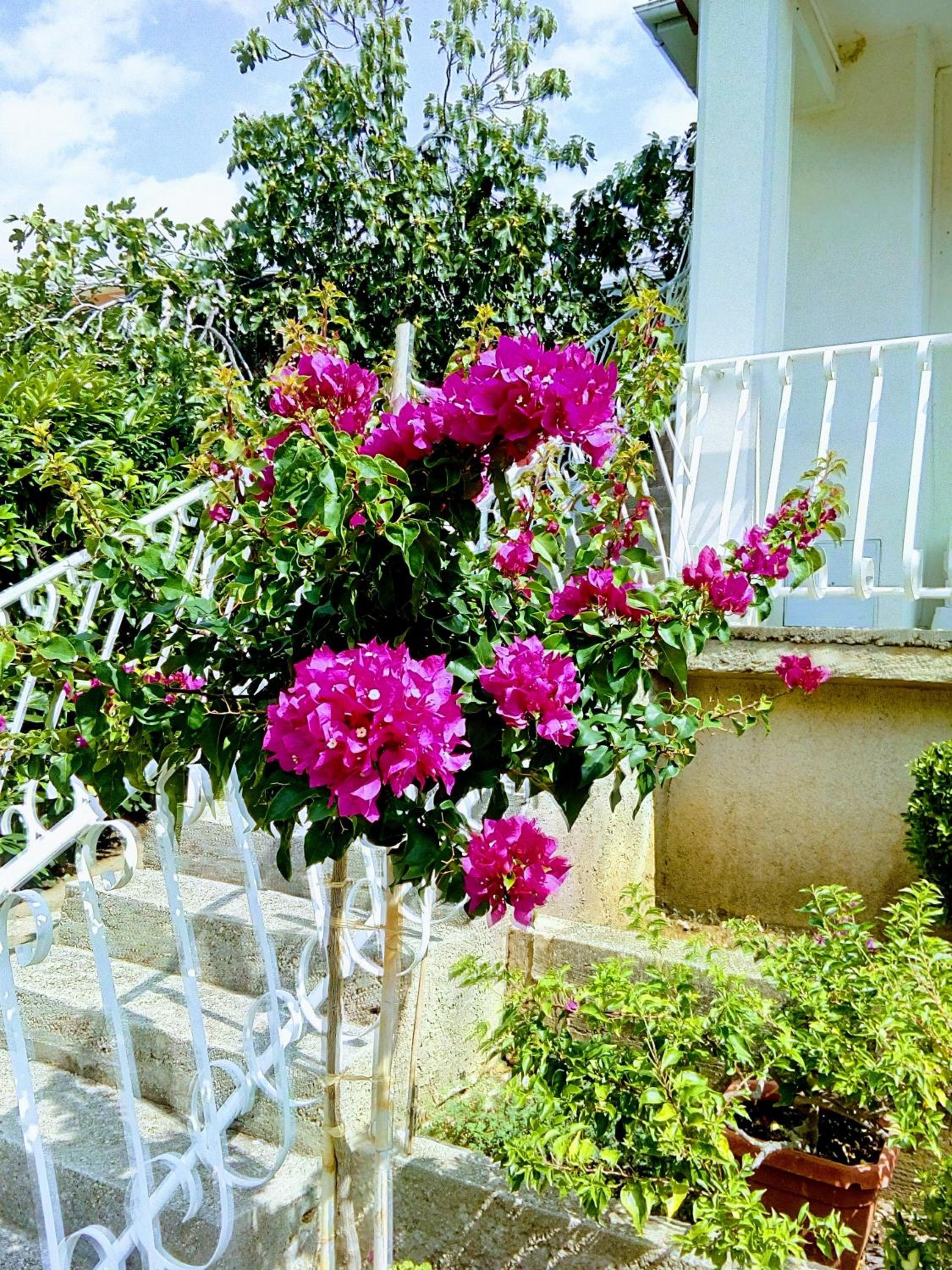 Apartments Alfa