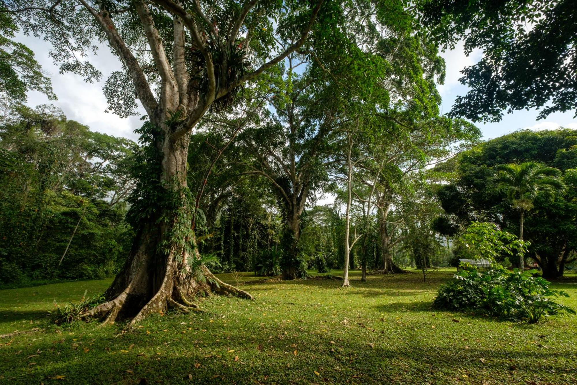 Bocawina Rainforest Resort