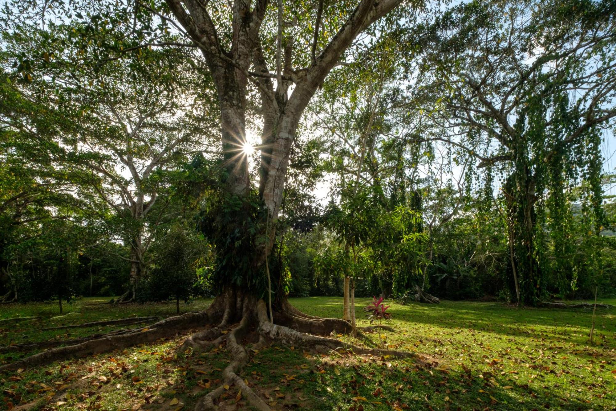 Bocawina Rainforest Resort