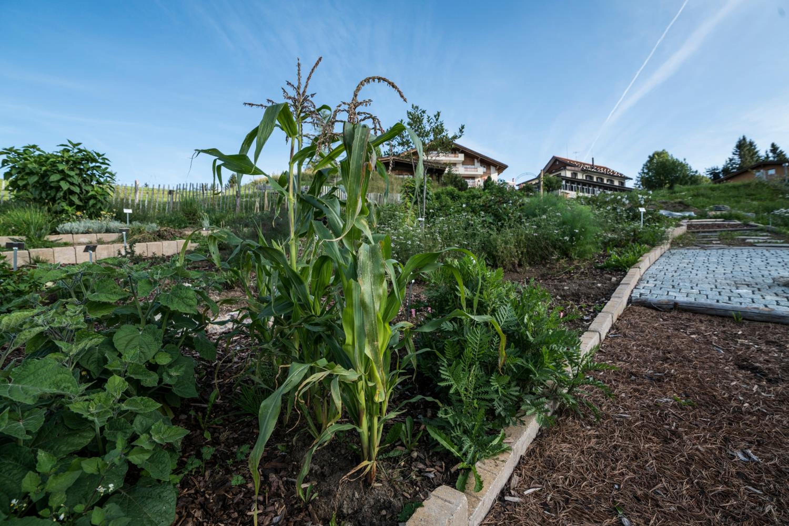 garden