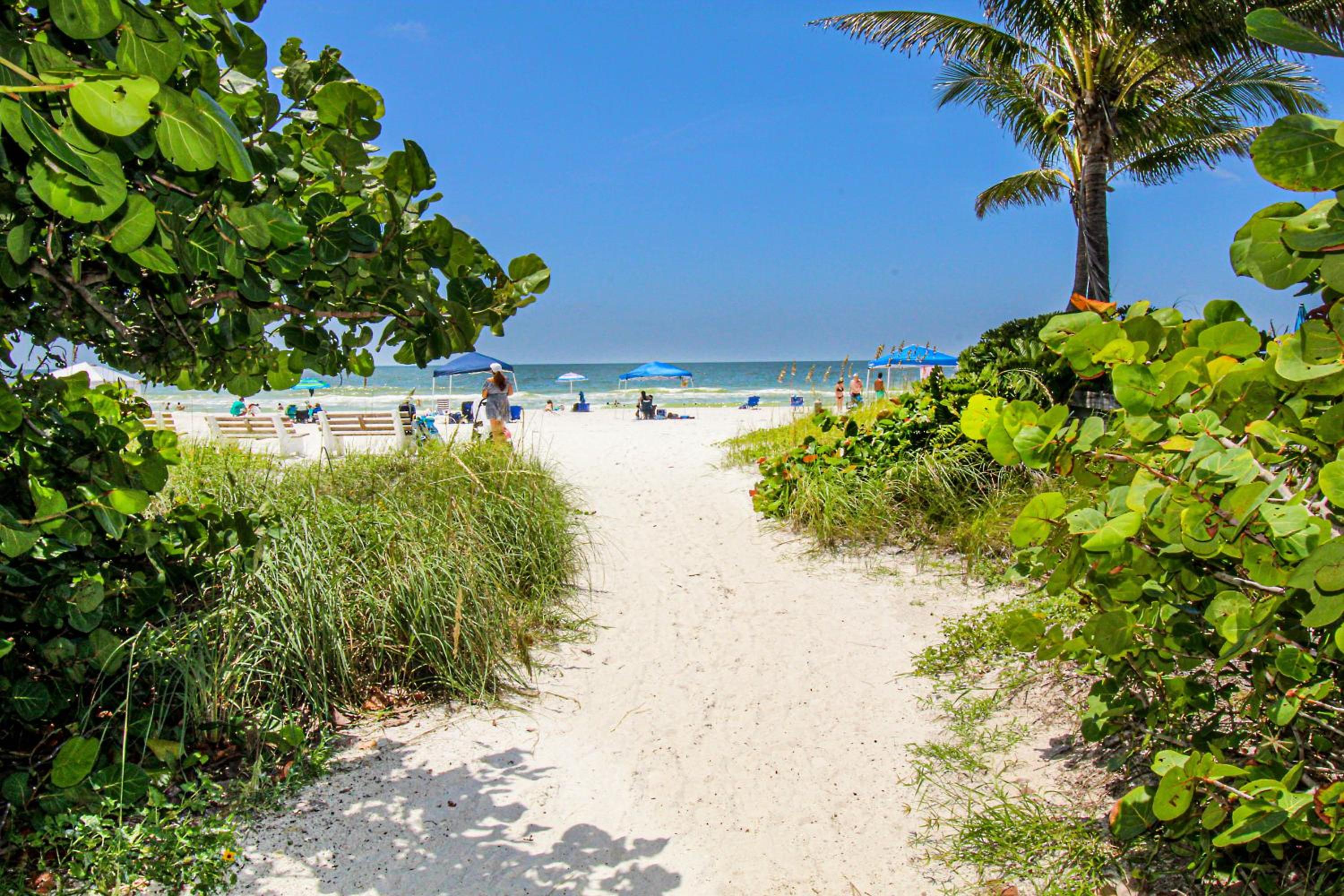 Saltwater Palms