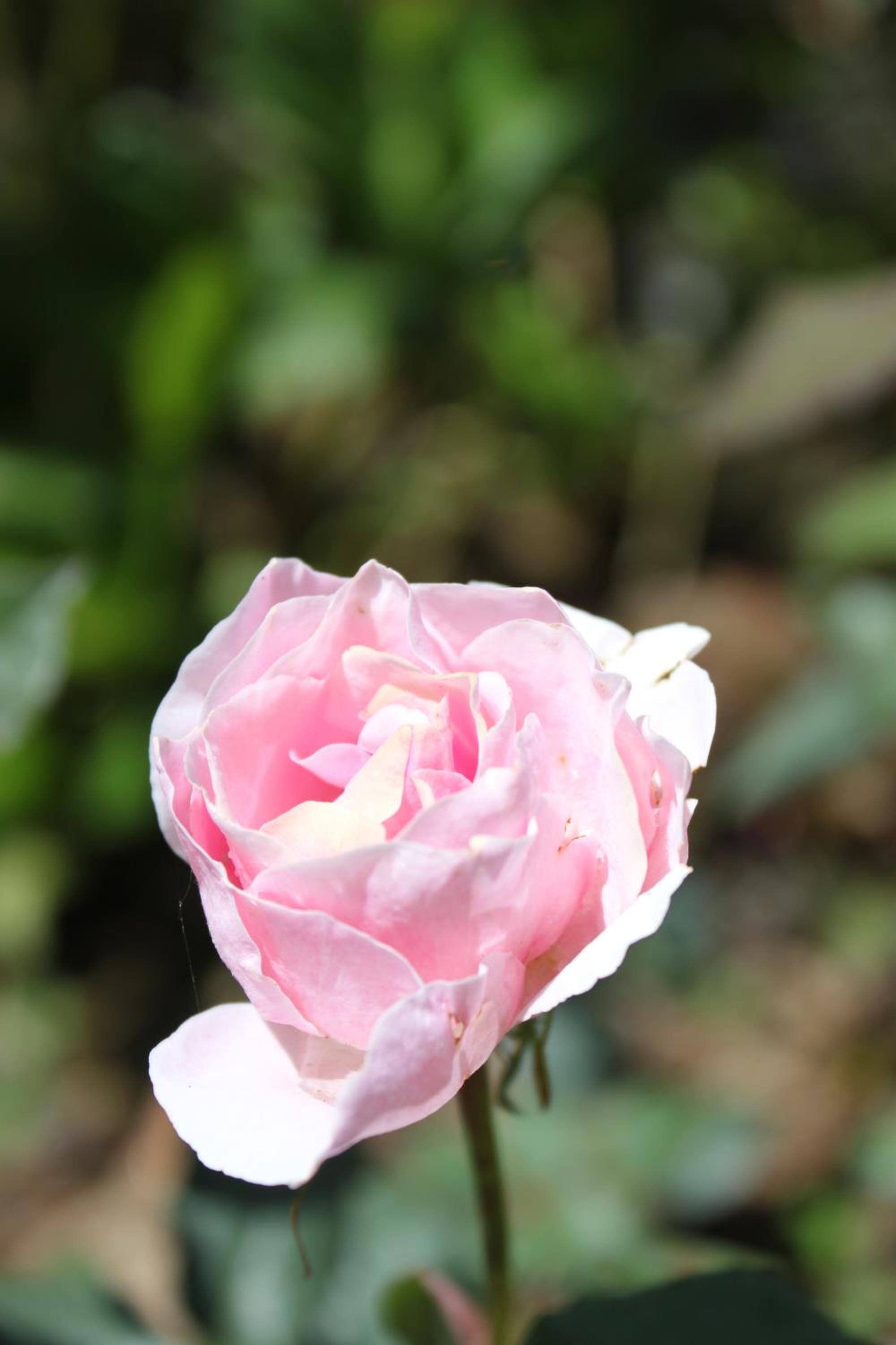 Photo 45