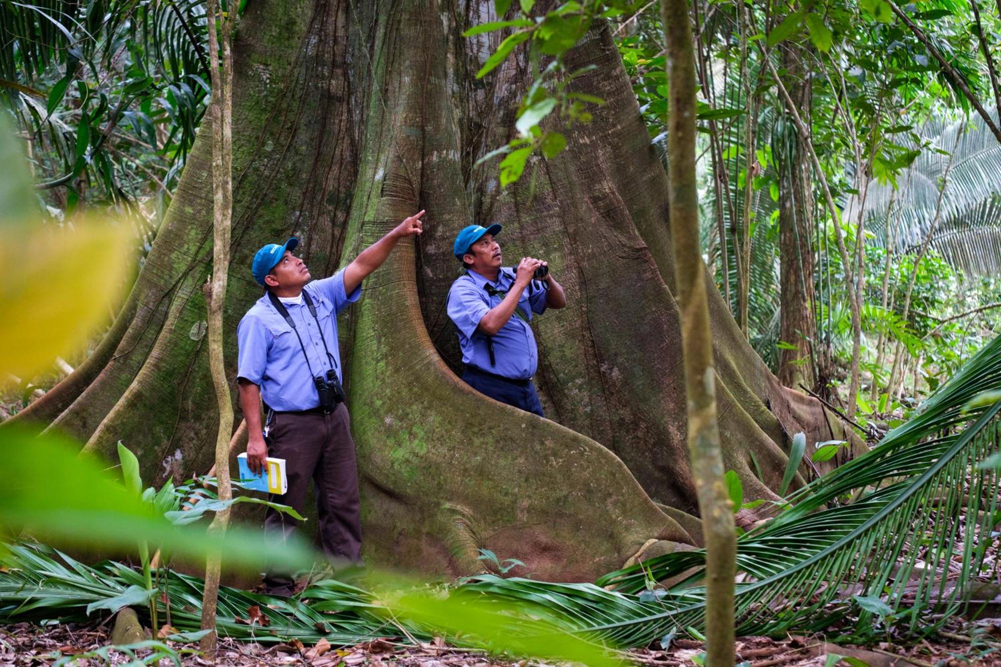 Bocawina Rainforest Resort