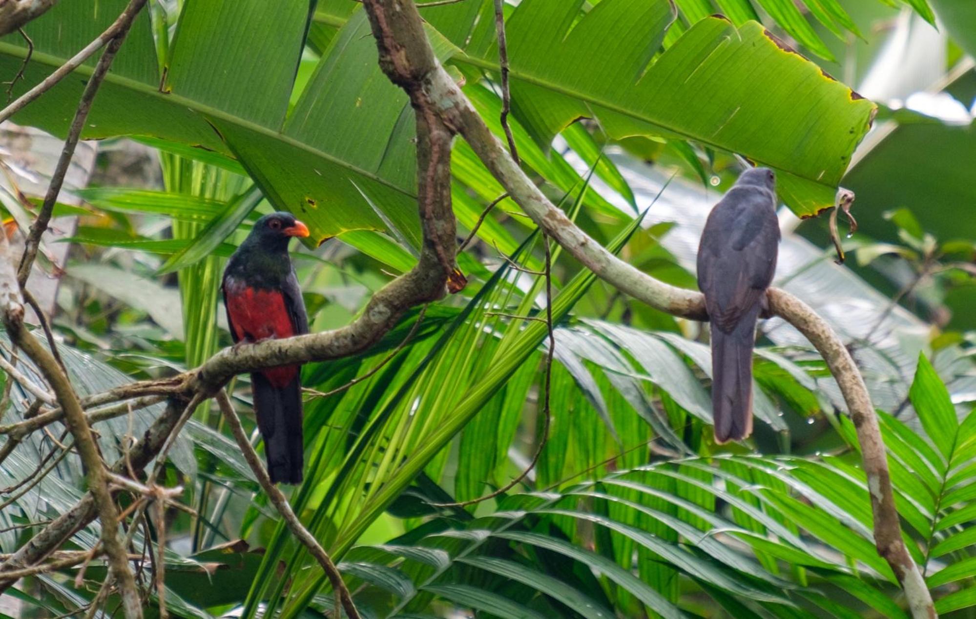 Bocawina Rainforest Resort