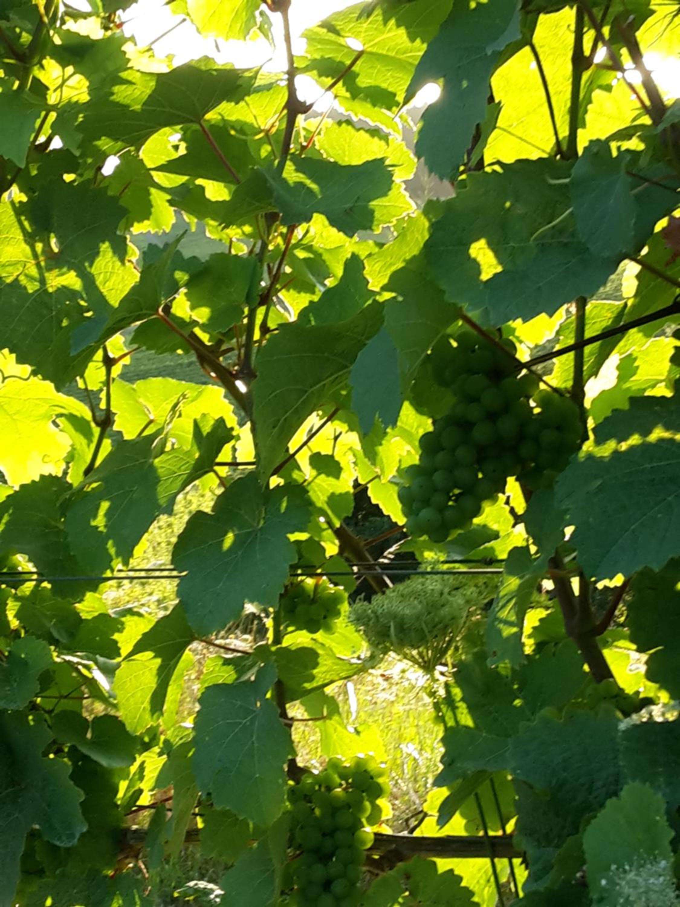 Photo 47