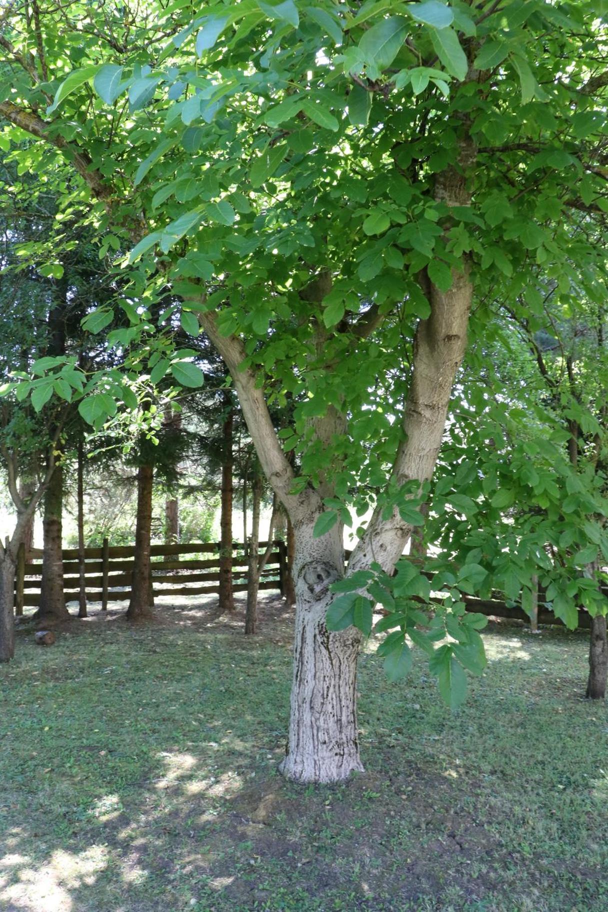 Photo 45