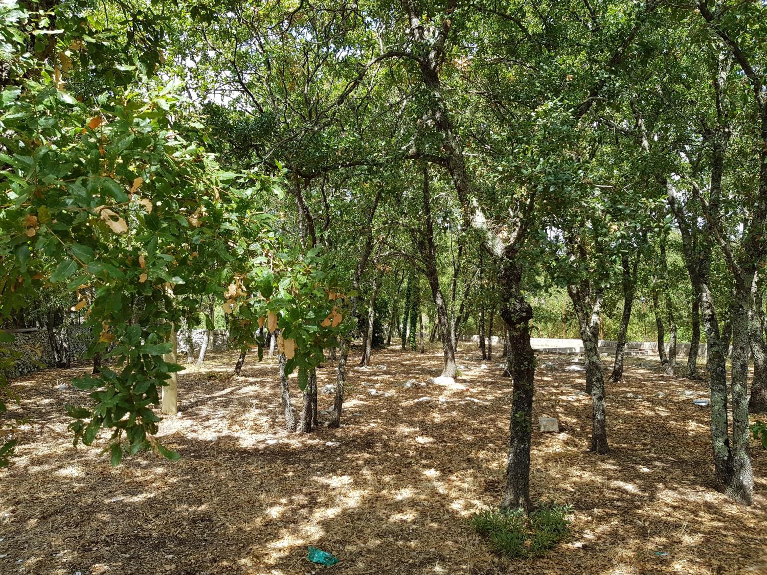 Photo 19