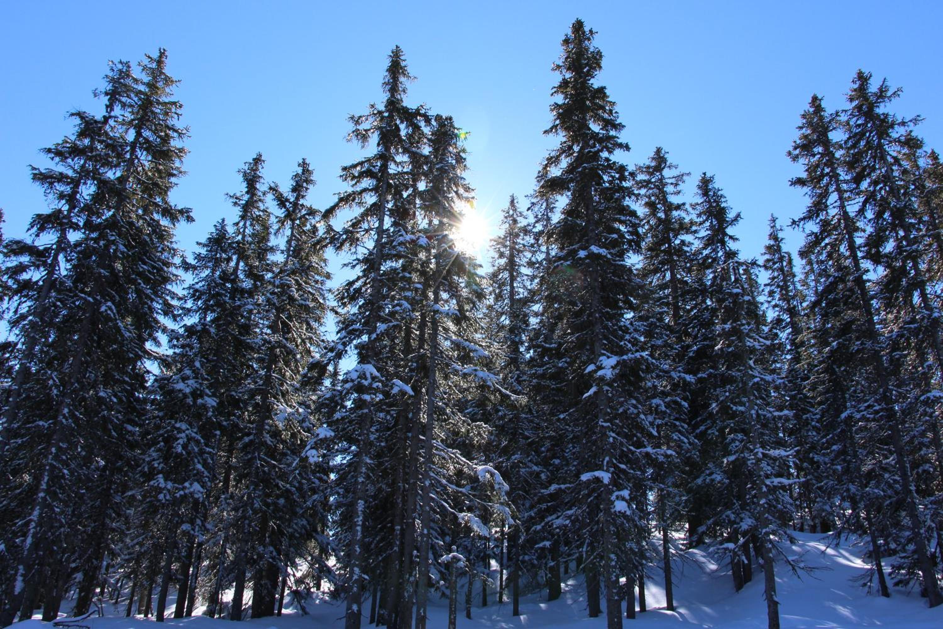 Photo 45