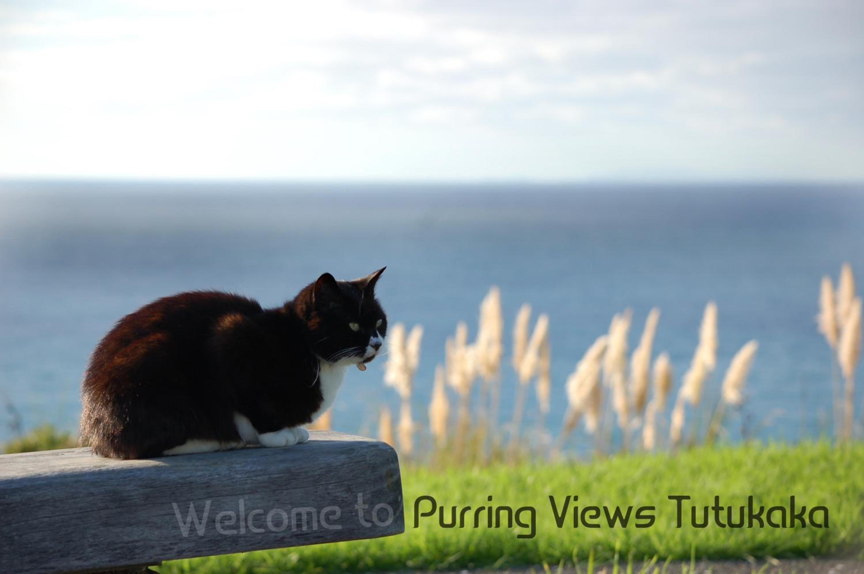 Ocean Purring Views