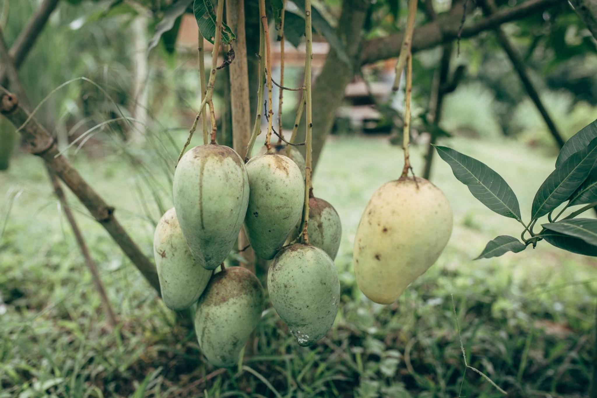 Phoomtada Homestay