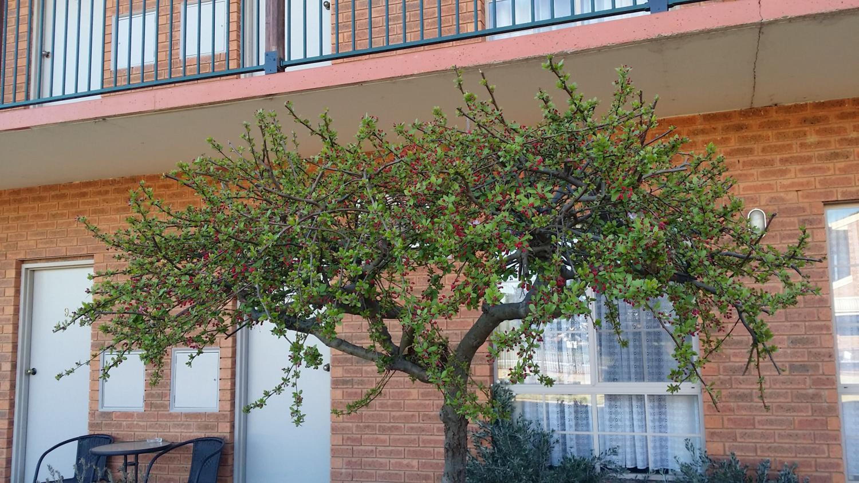 Bridge Motor Inn Tocumwal