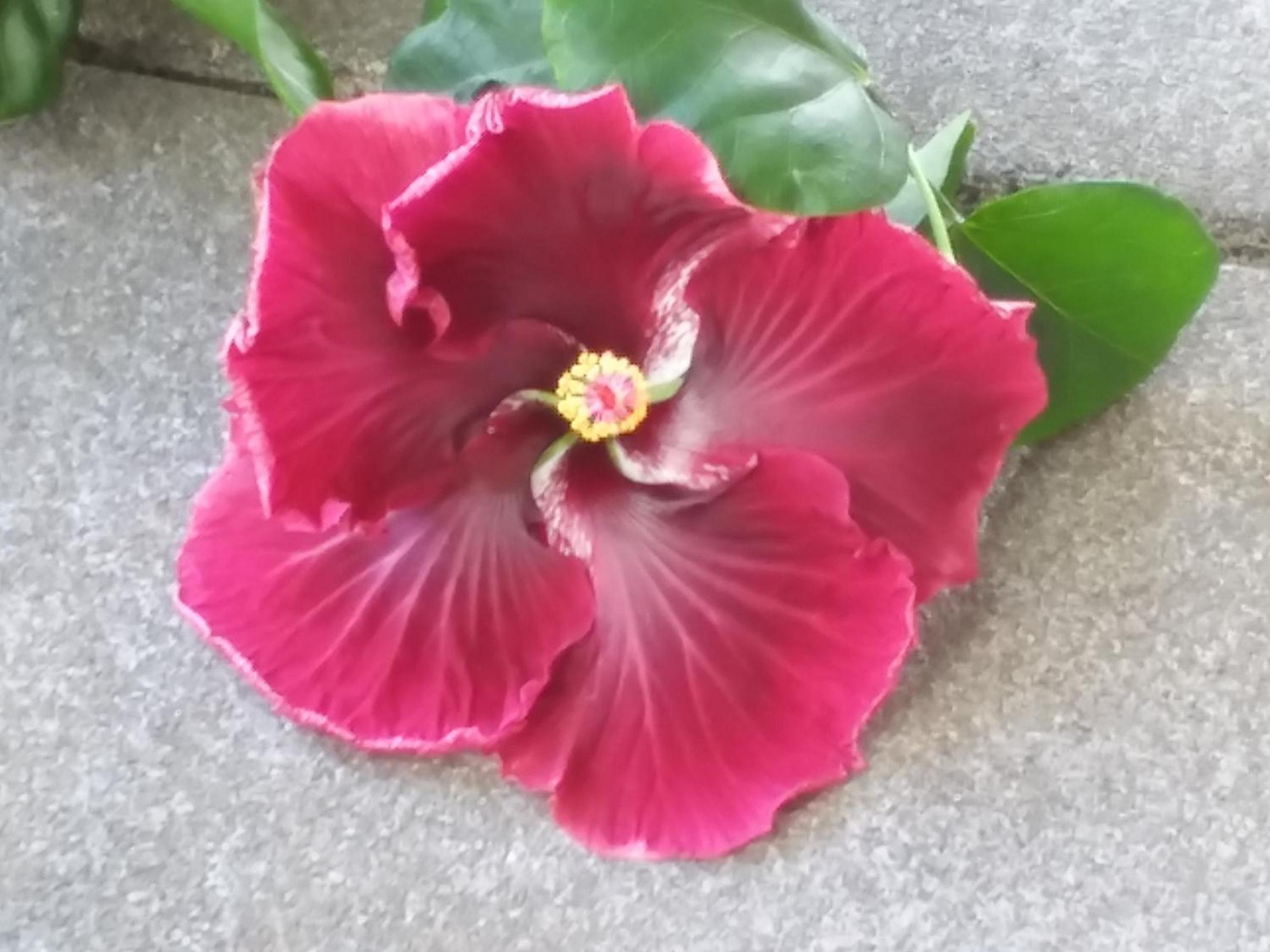 Island Goode's - Luxury Adult Only Accommodation near Hilo