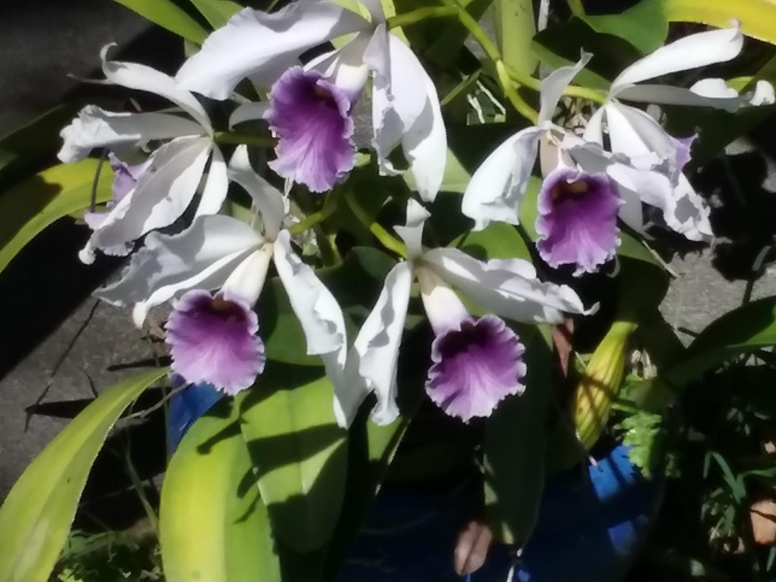 Island Goode's - Luxury Adult Only Accommodation near Hilo