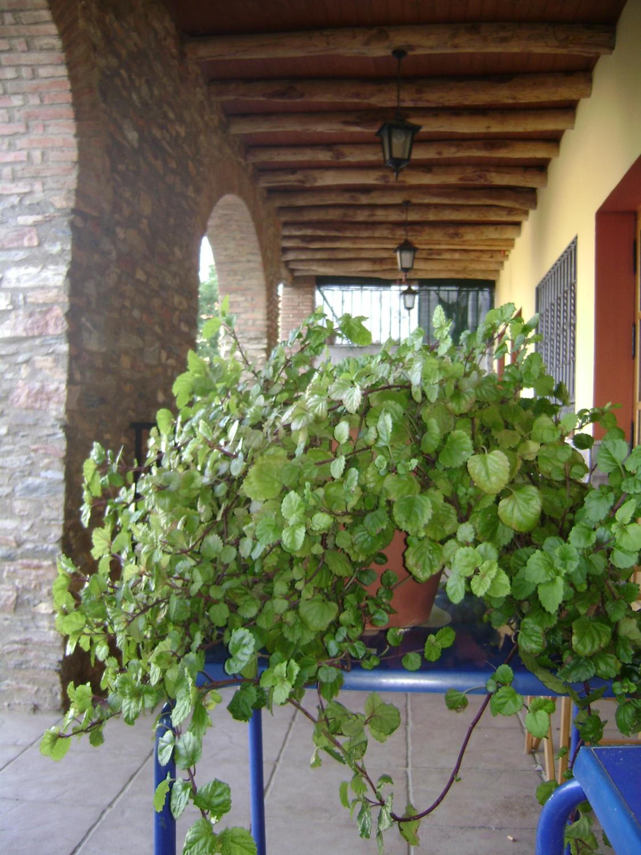La Casa Del Cura