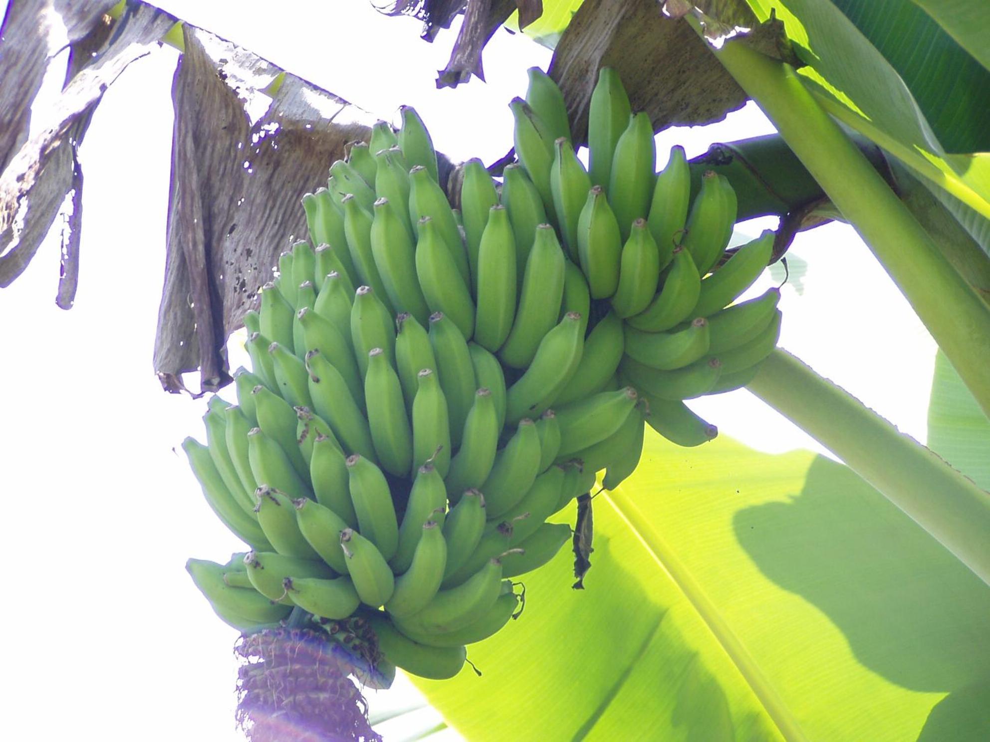 Island Goode's - Luxury Adult Only Accommodation near Hilo
