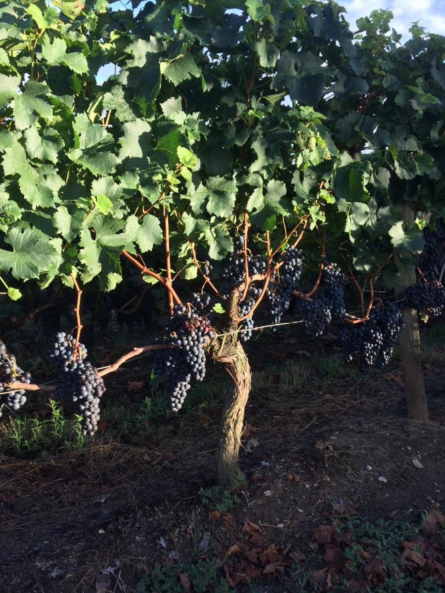 Au charmant des vignes view 5