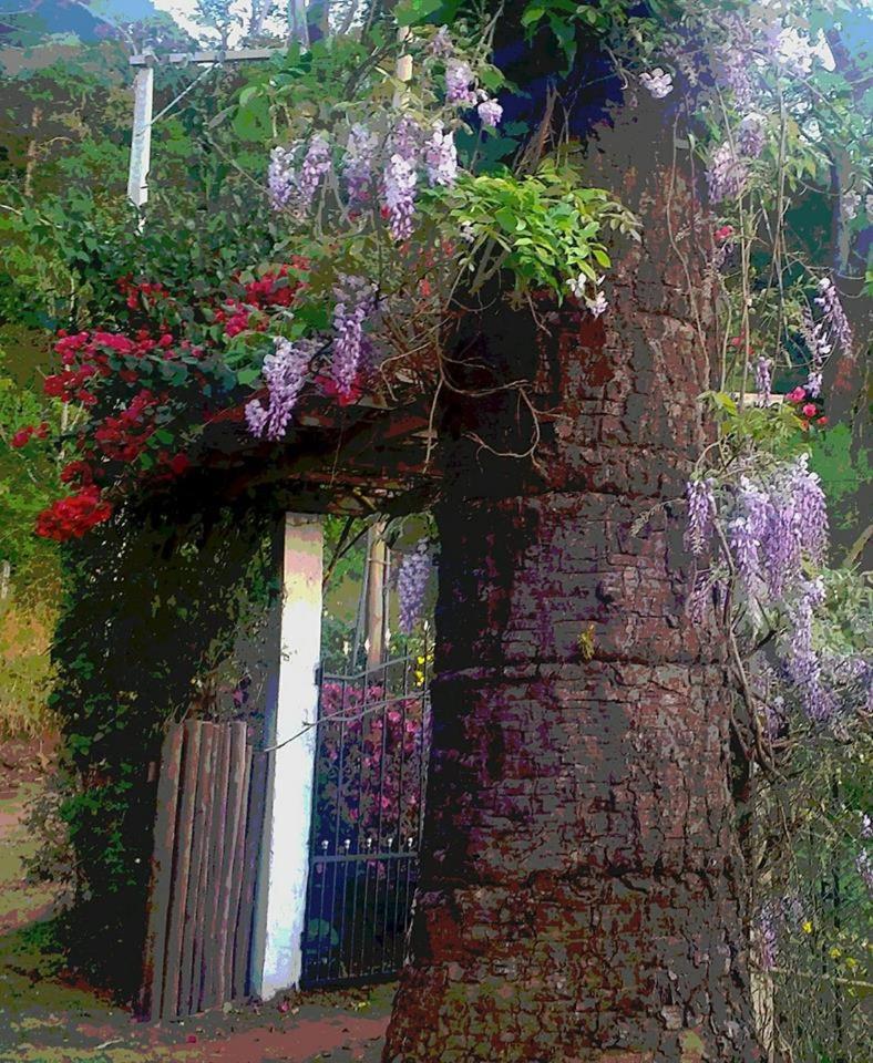 Casa na Floresta em Campos do Jordao